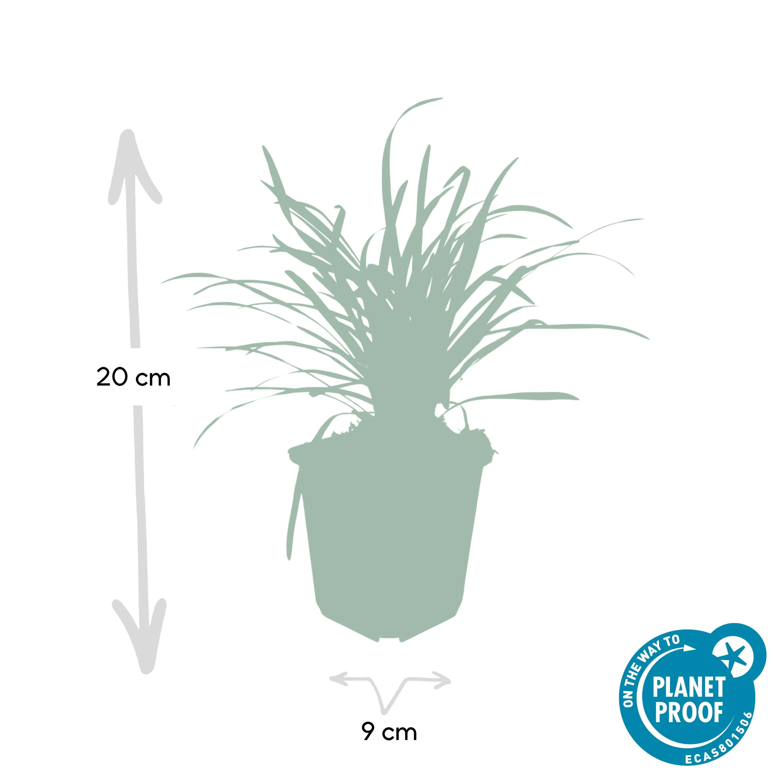 Liriope muscari ‘Big Blue’ Produktbild