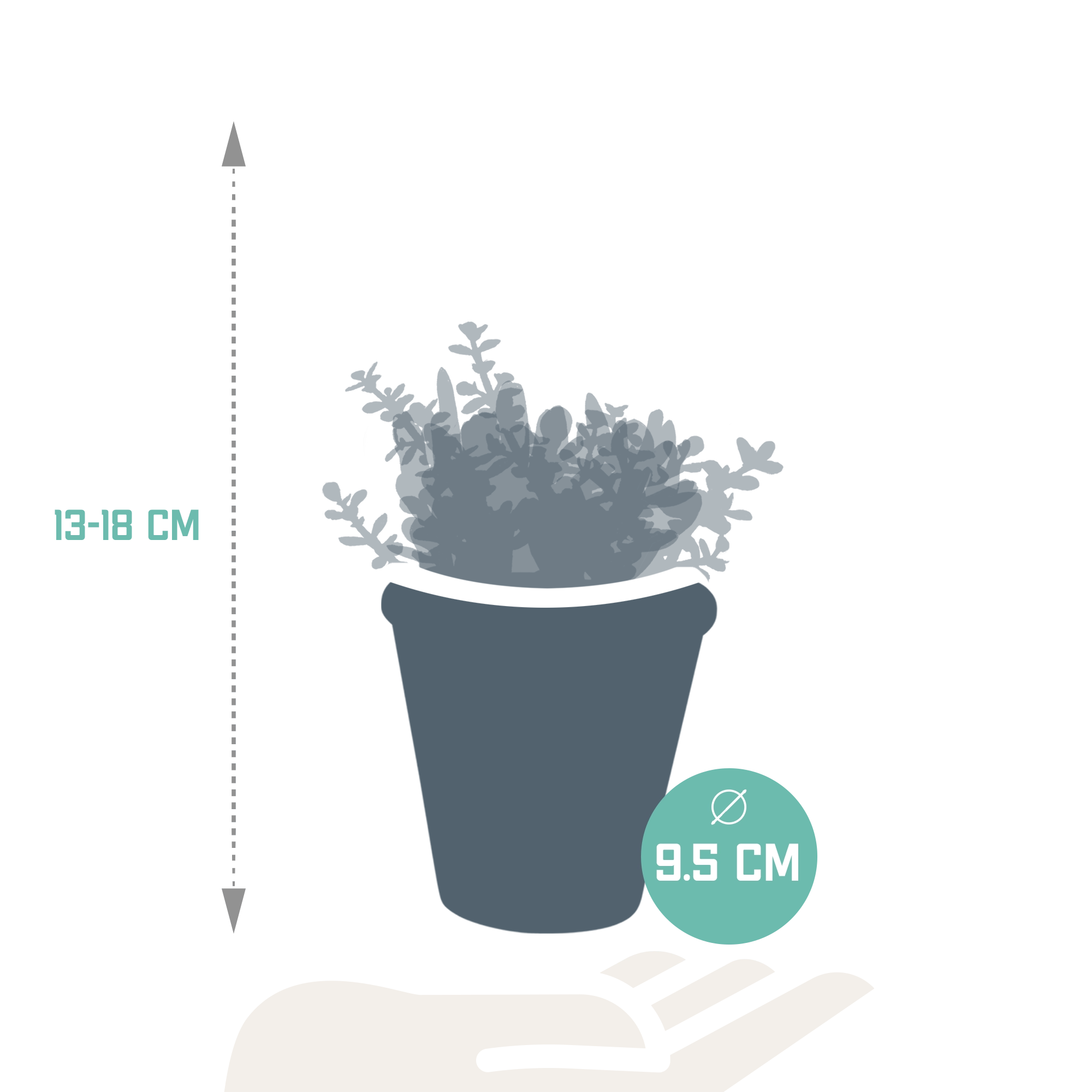 Crassula Mix im Terrakotta-Topf – Gesamtansicht