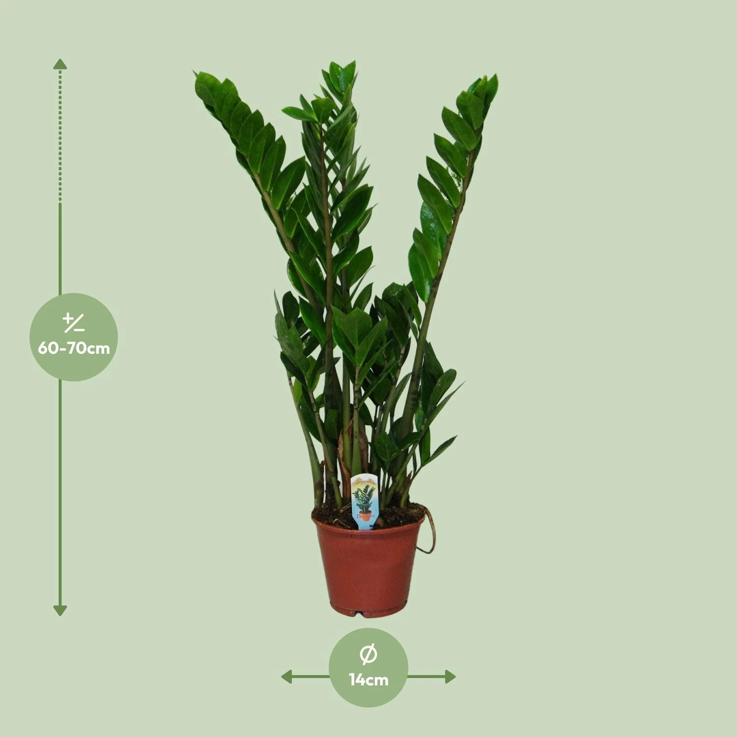 Detailansicht der Zamioculcas zamiifolia