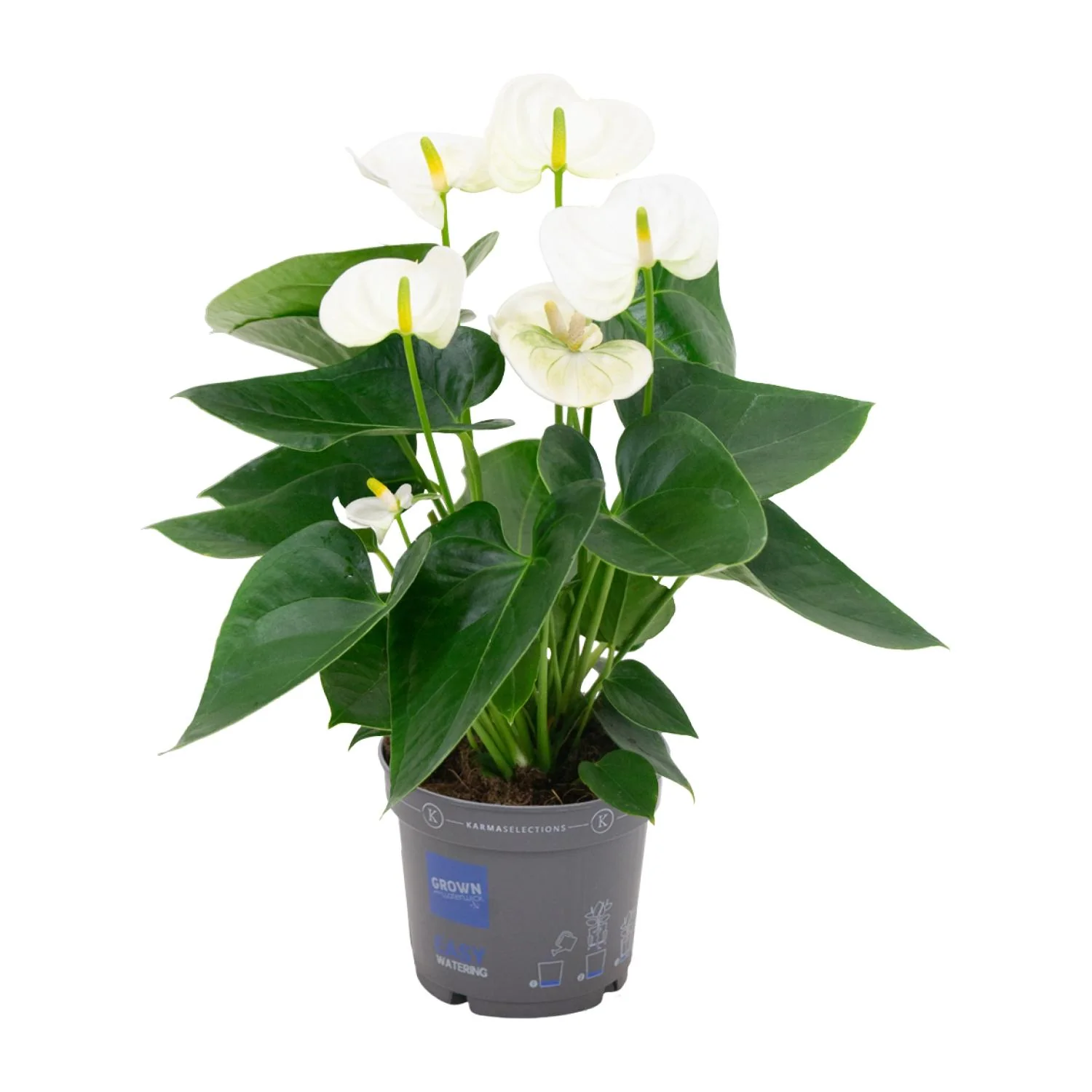 Anthurium Andreanum Grp Karma White