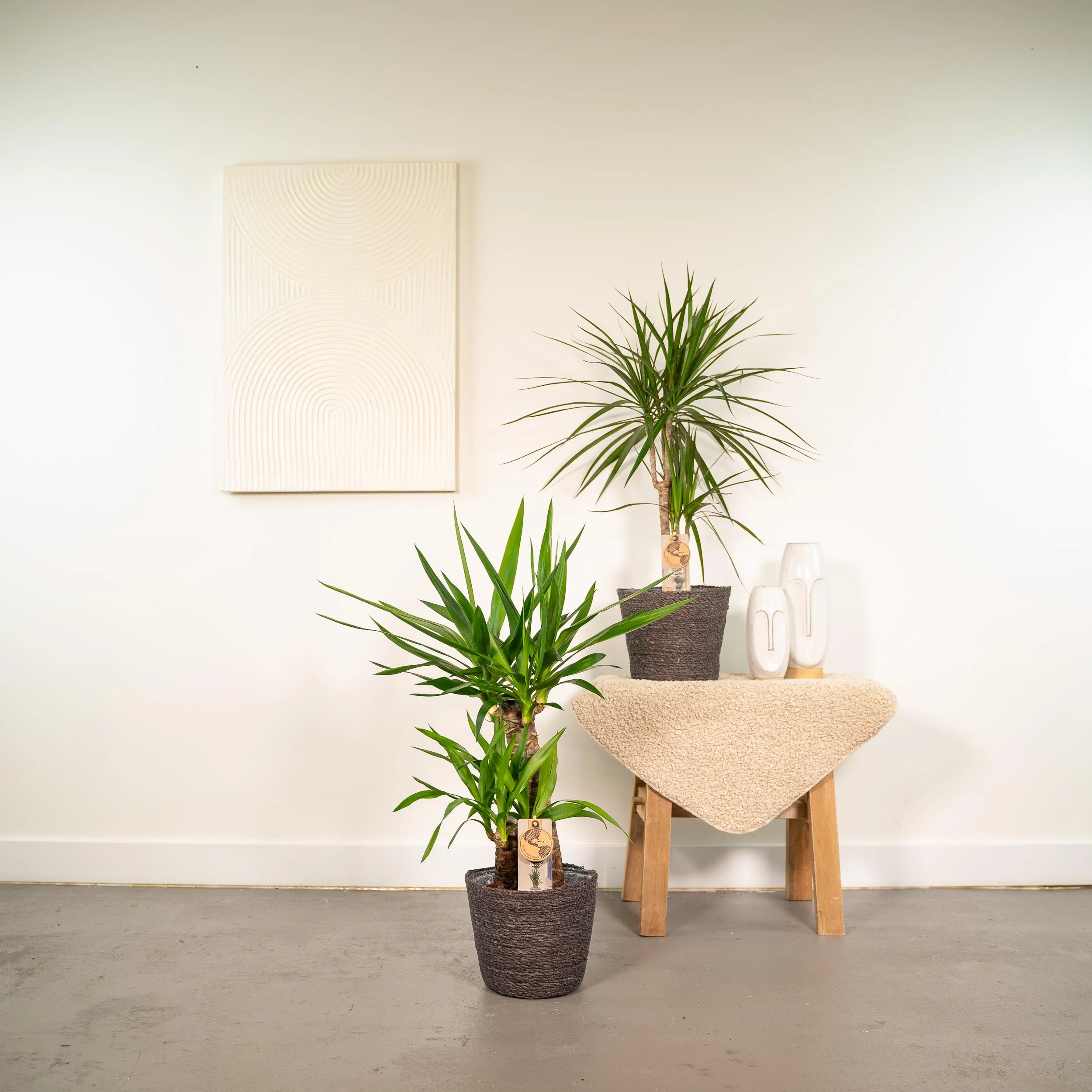 Dracaena und Yucca Set