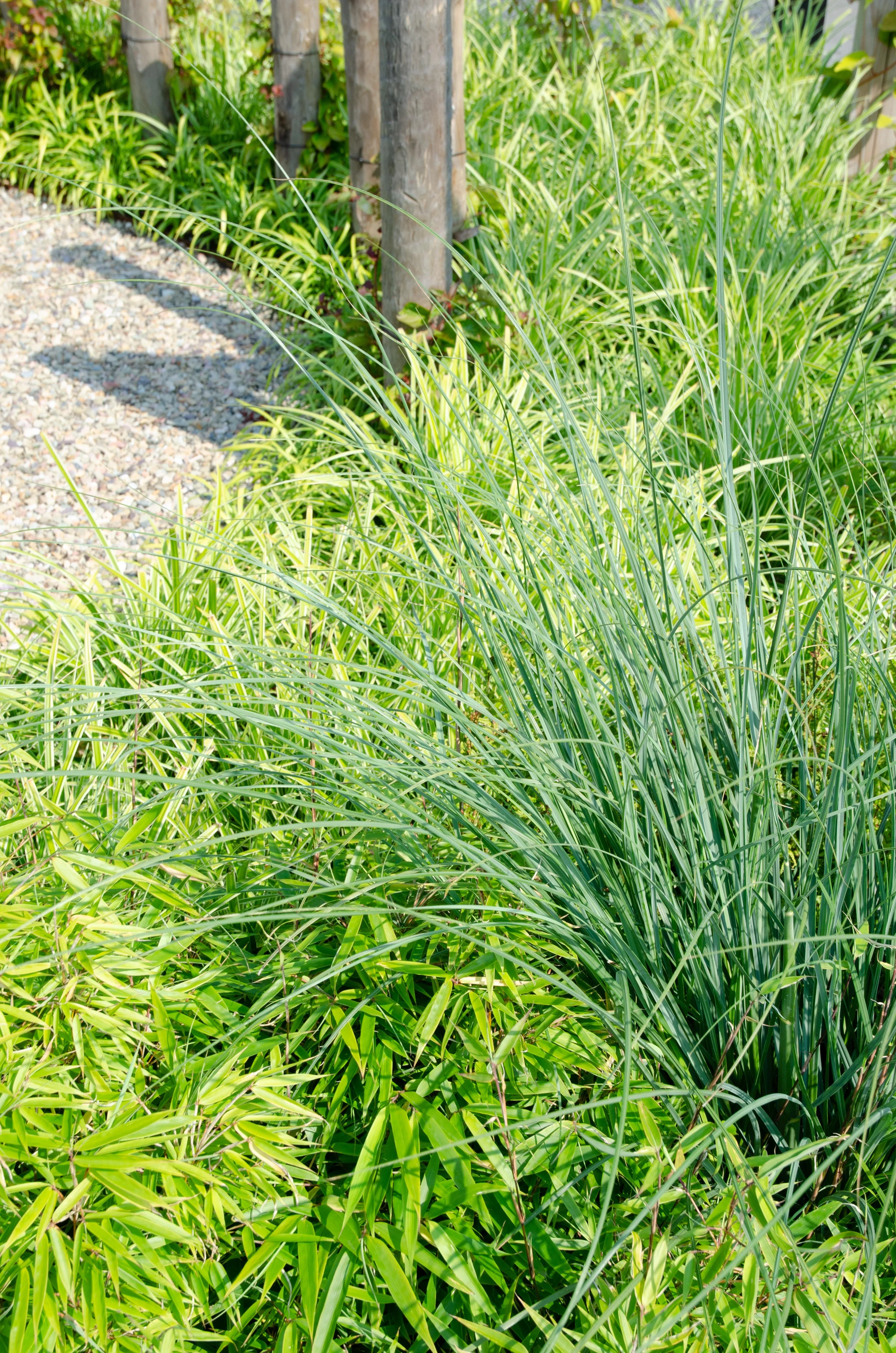 Fargesia fufa im Garten