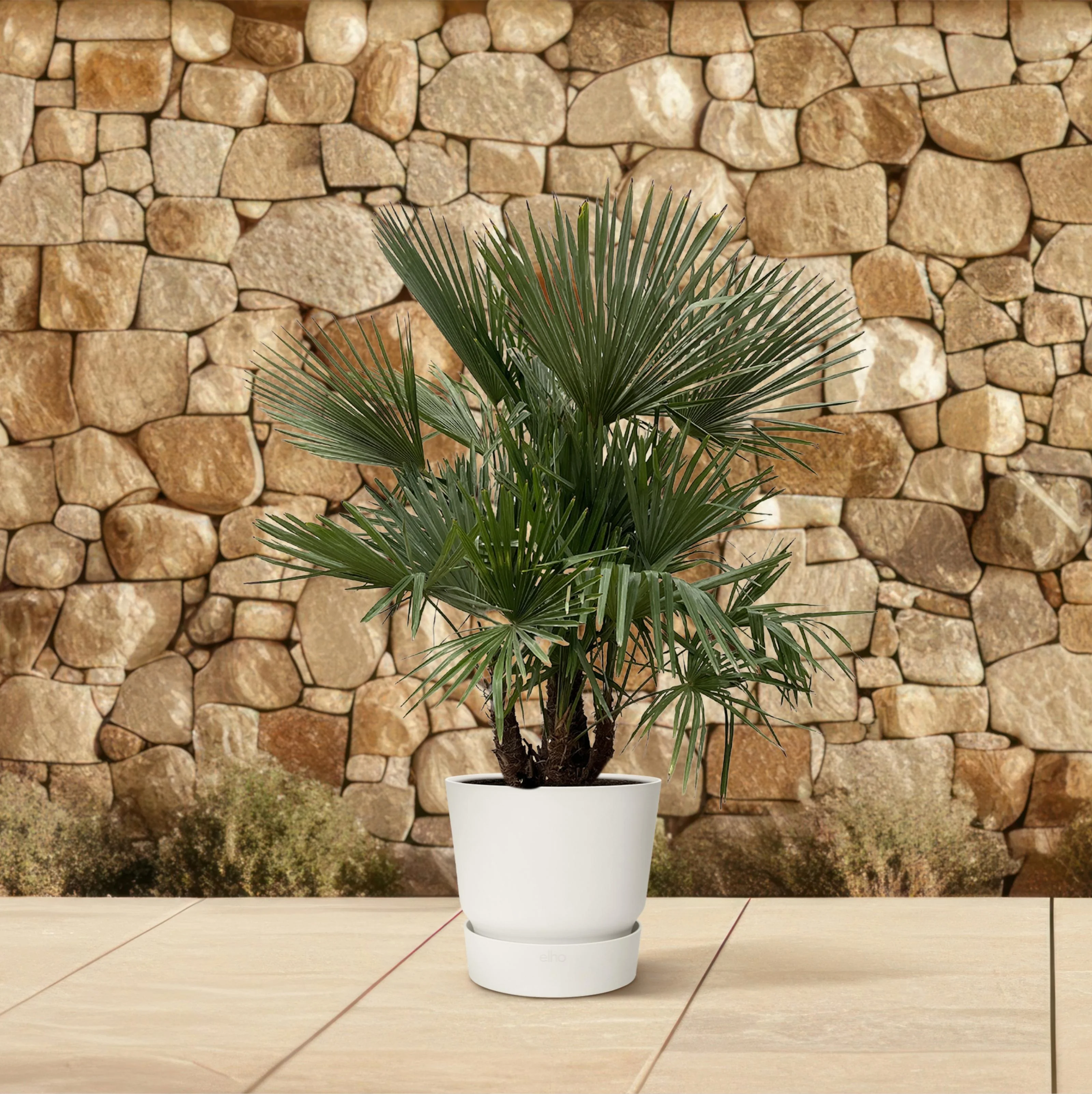Trachycarpus – Palme