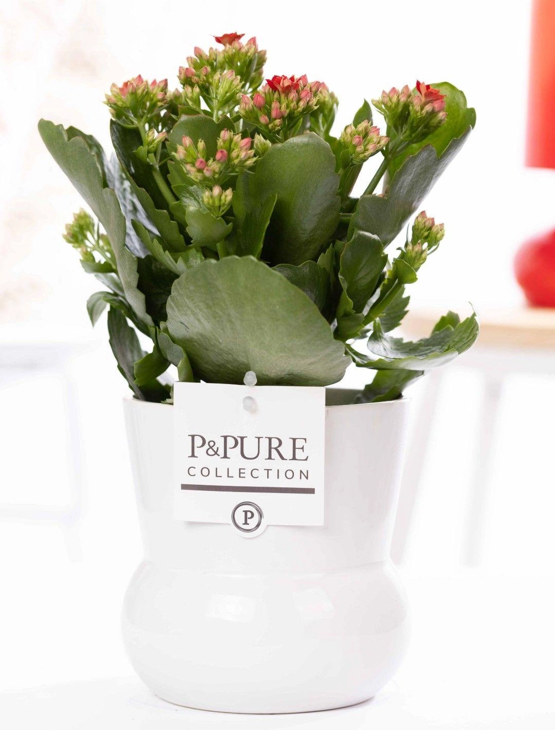 Kalanchoe Red in weißer Keramikvase