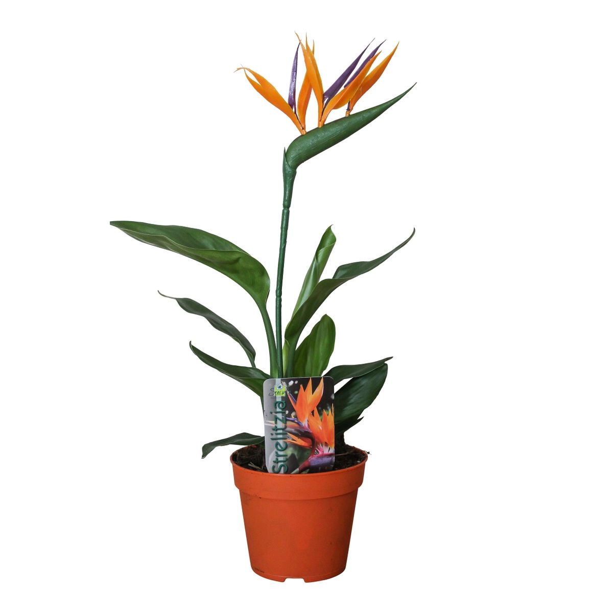 Strelitzia Reginae in voller Blüte