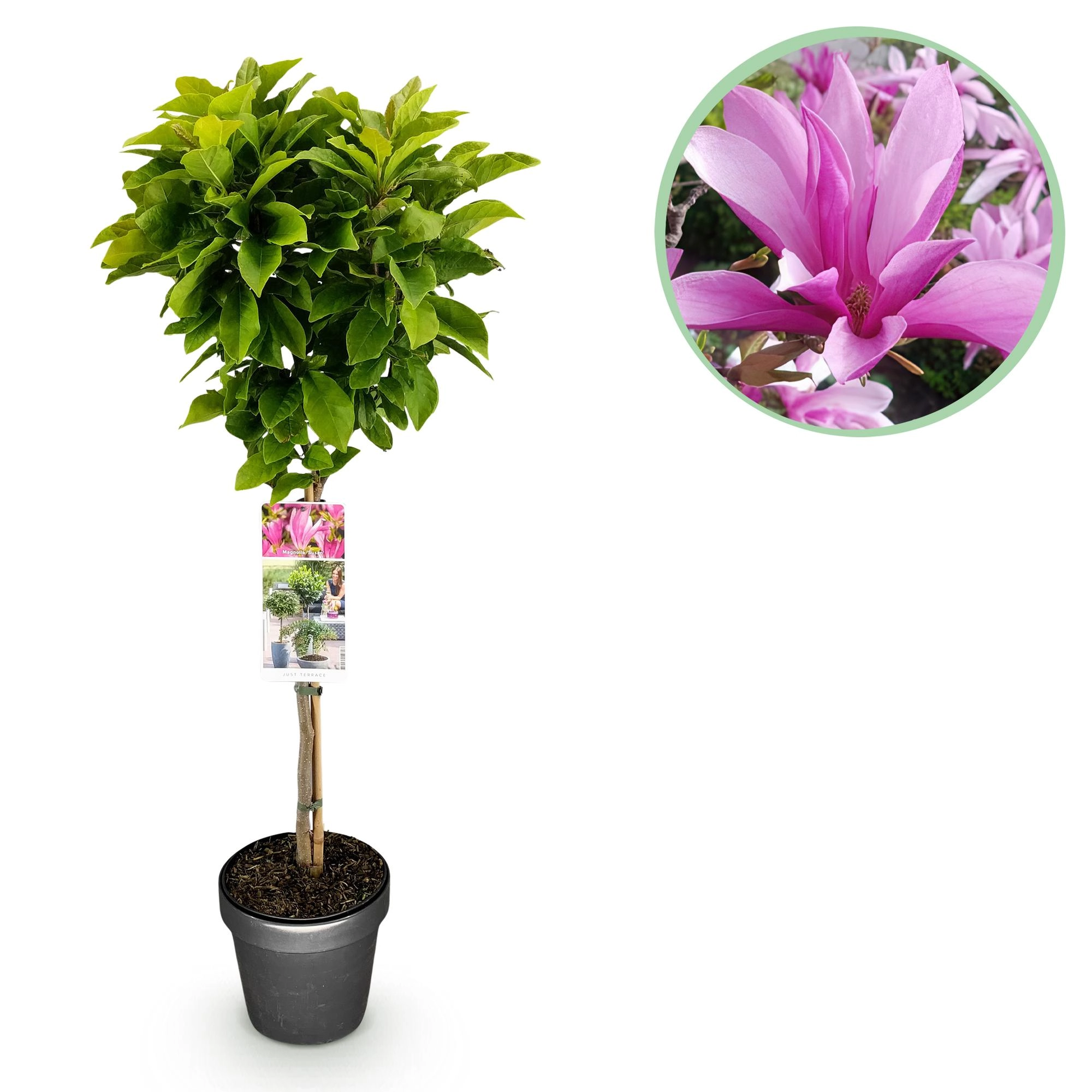Magnolia Susan Pflanze mit großen Blüten