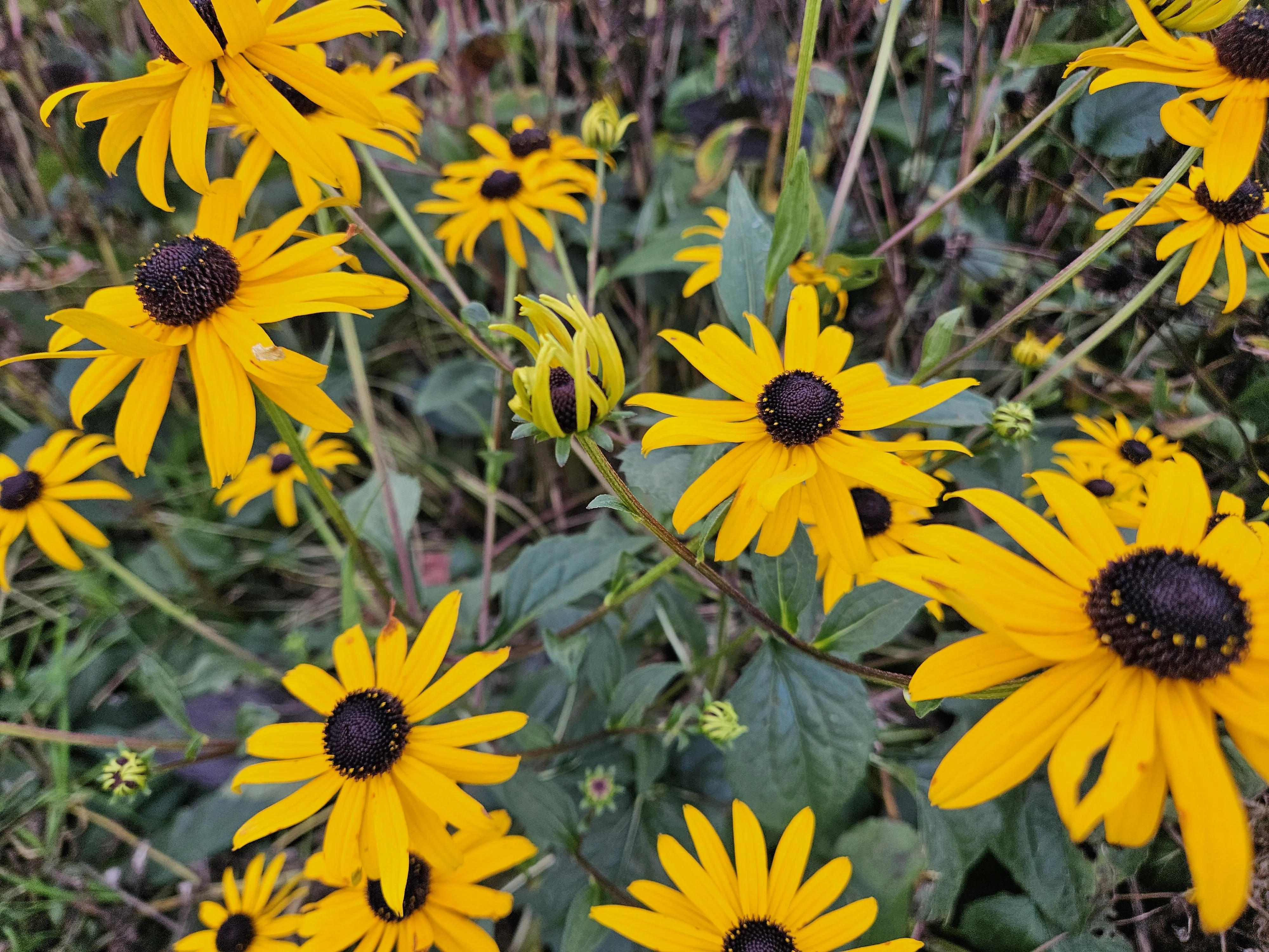 Rudbeckia fulgida 'Goldsturm' im Garten