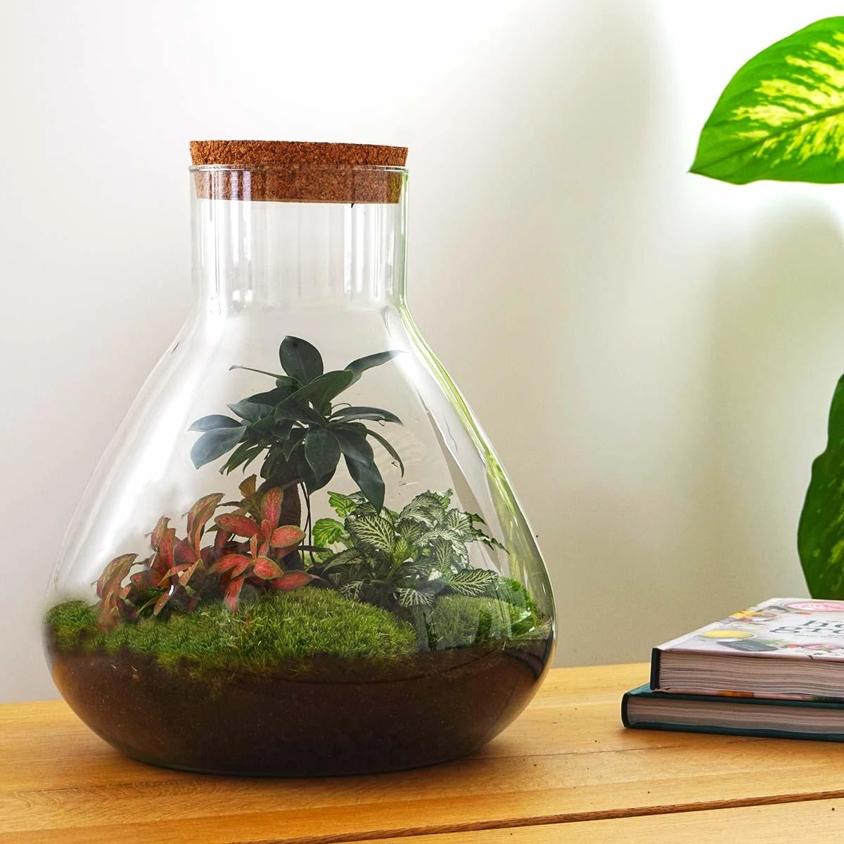 Terrarium im Wohnzimmer