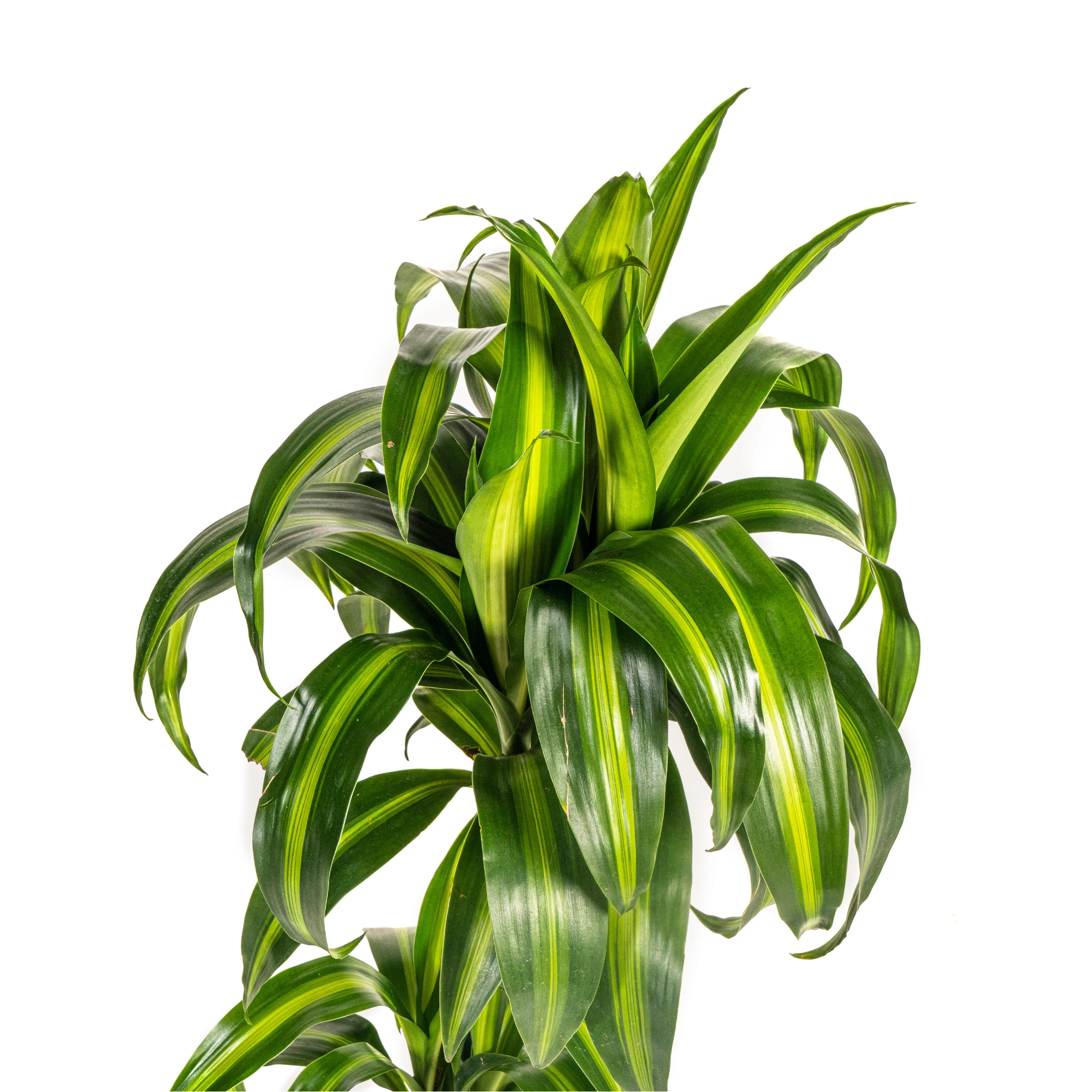 Dracaena Deremensis Hawaiian Sunshine in voller Pracht