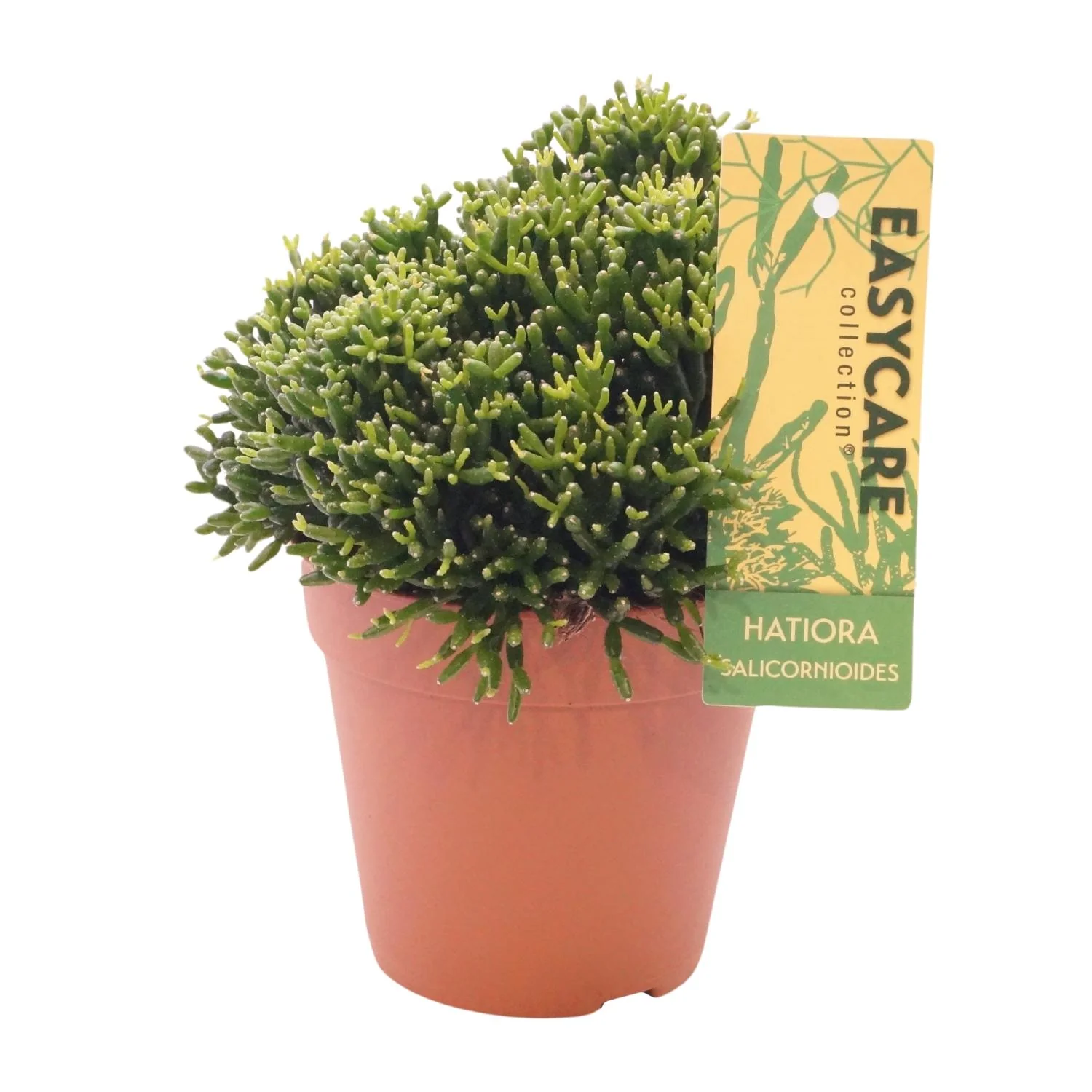 Detailaufnahme Flaschenkaktus