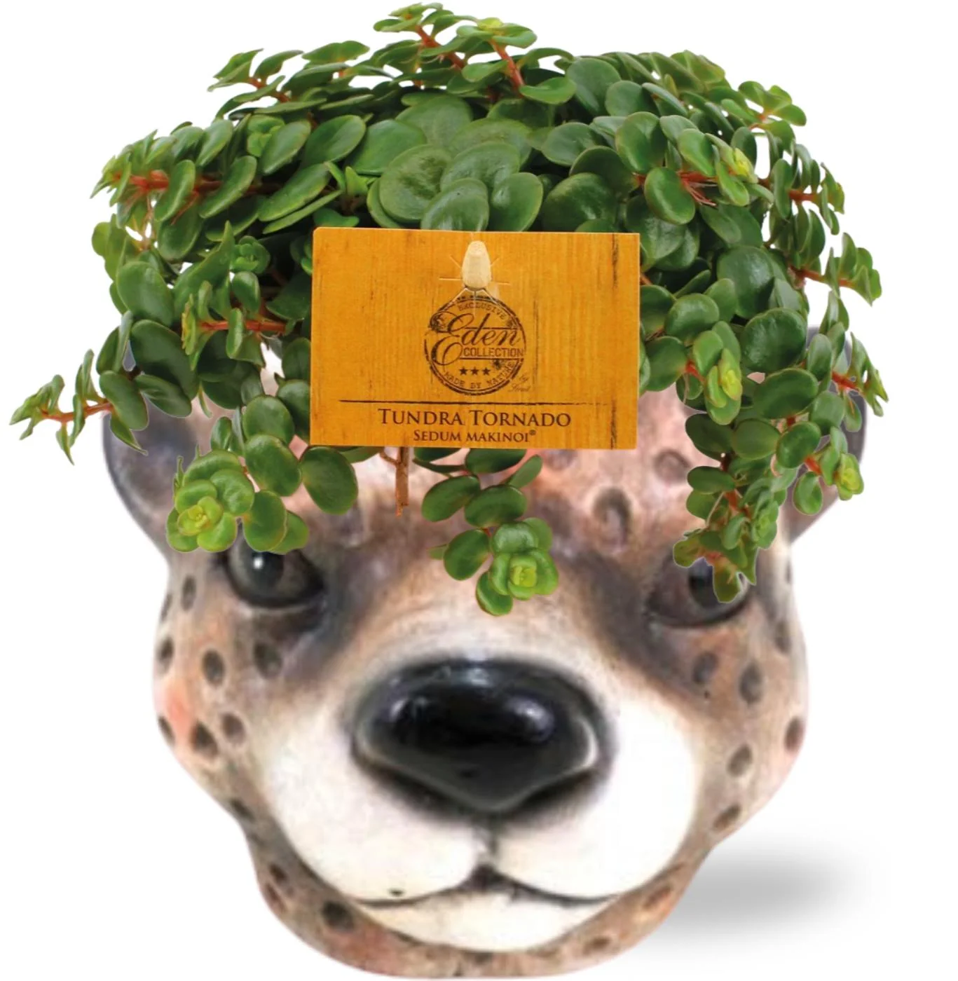 Sedum Tornado – pflegeleichte Zimmerpflanze