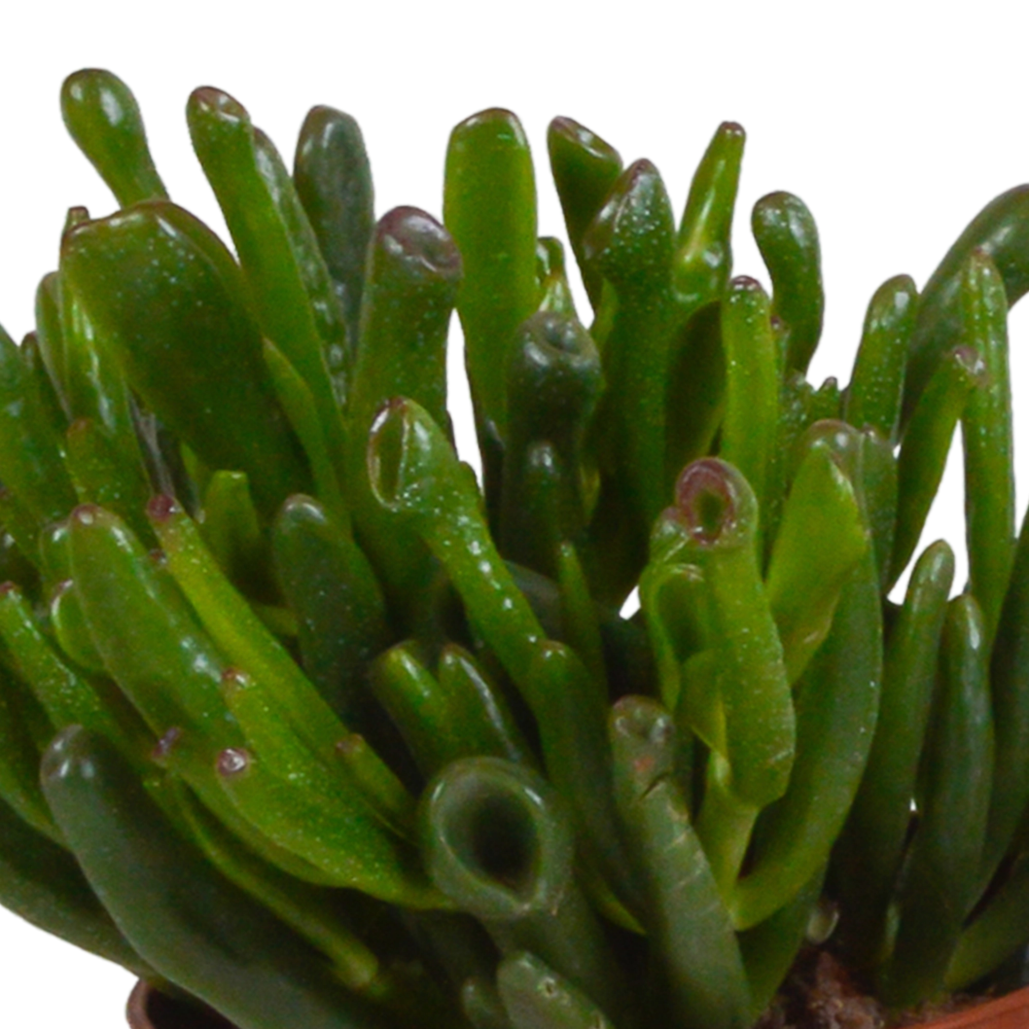 Crassula Mischung im Terrakottatopf