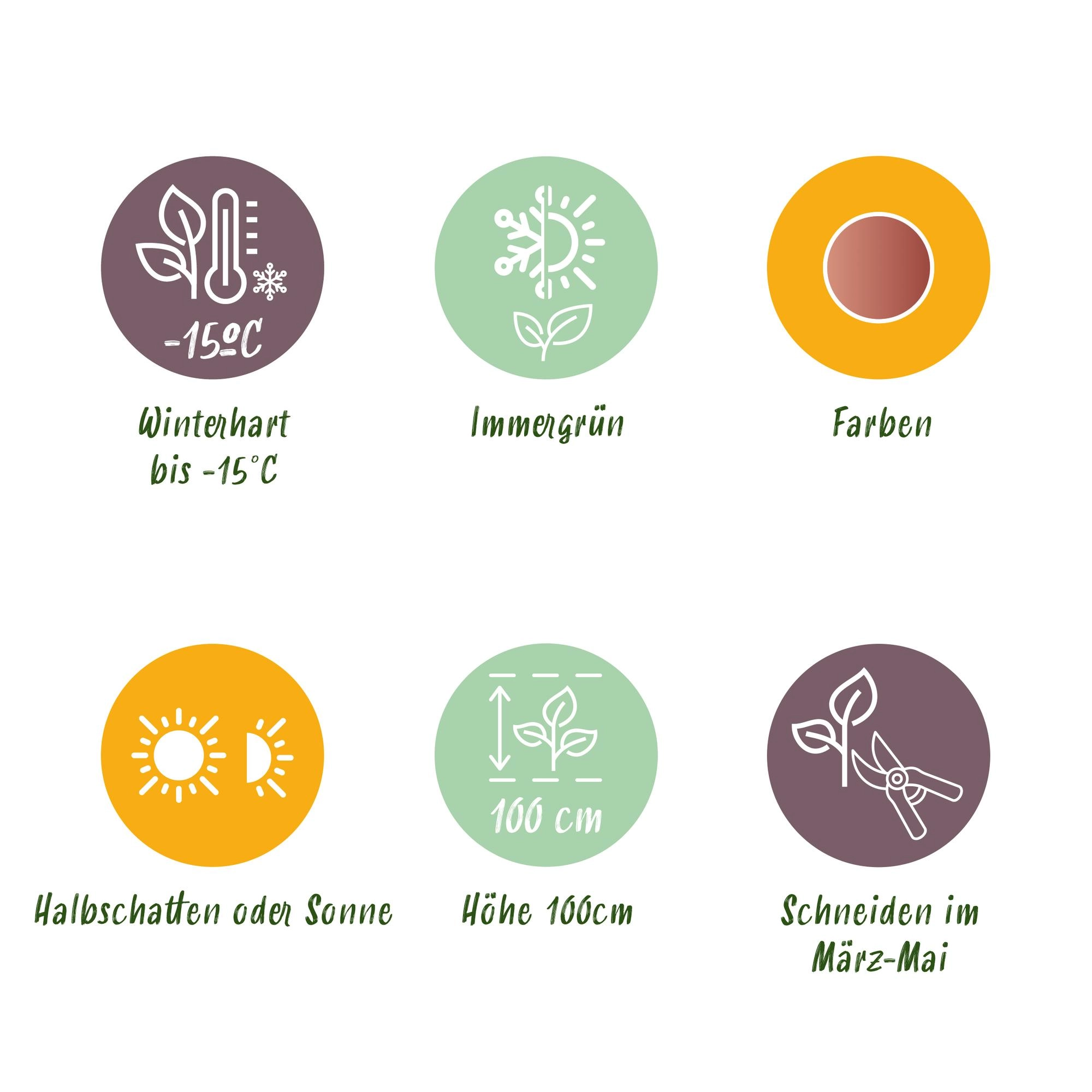 Detailansicht der Musa sikkimensis Red Tiger