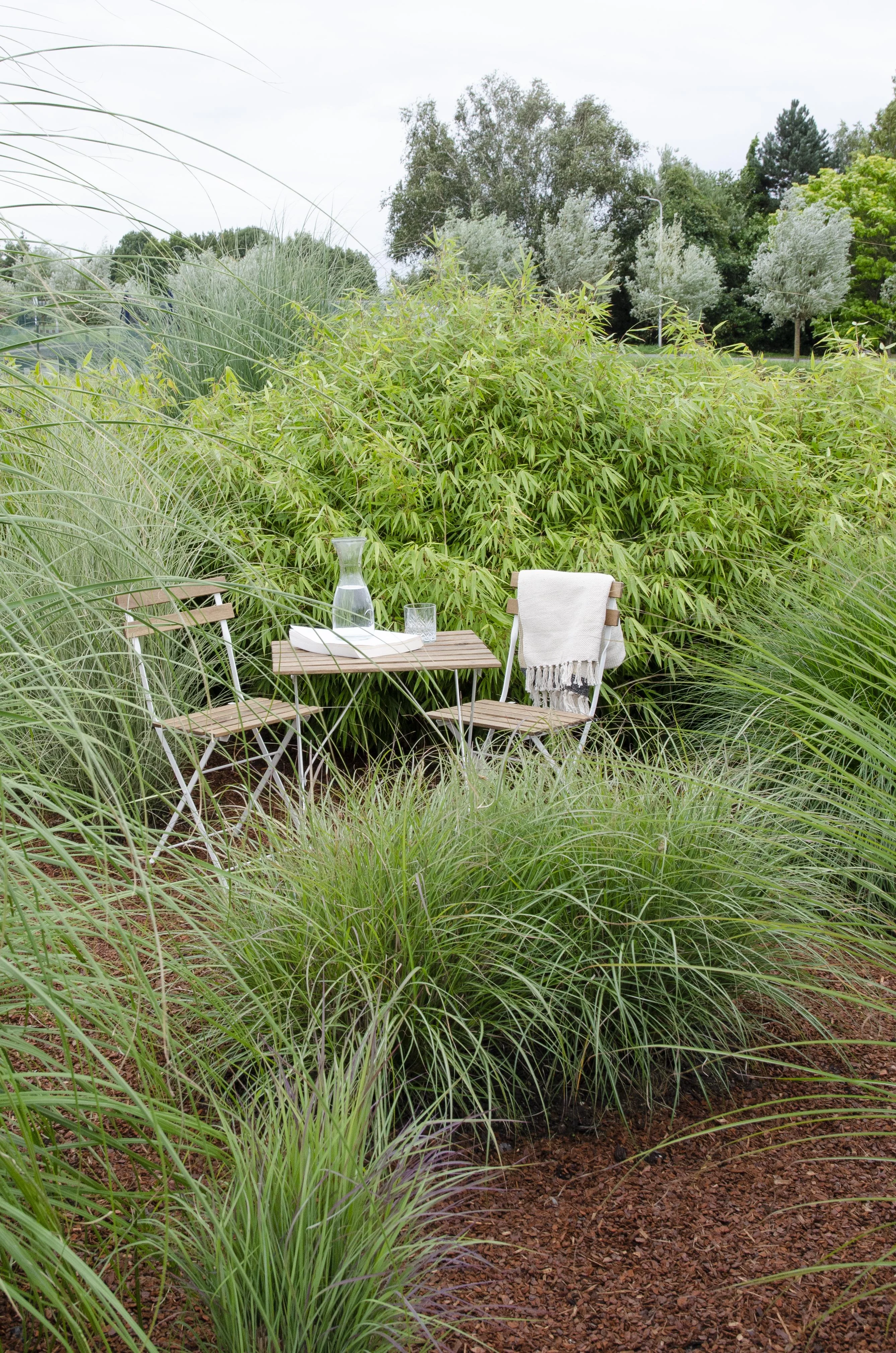 Fargesia rufa - Kompaktbambus