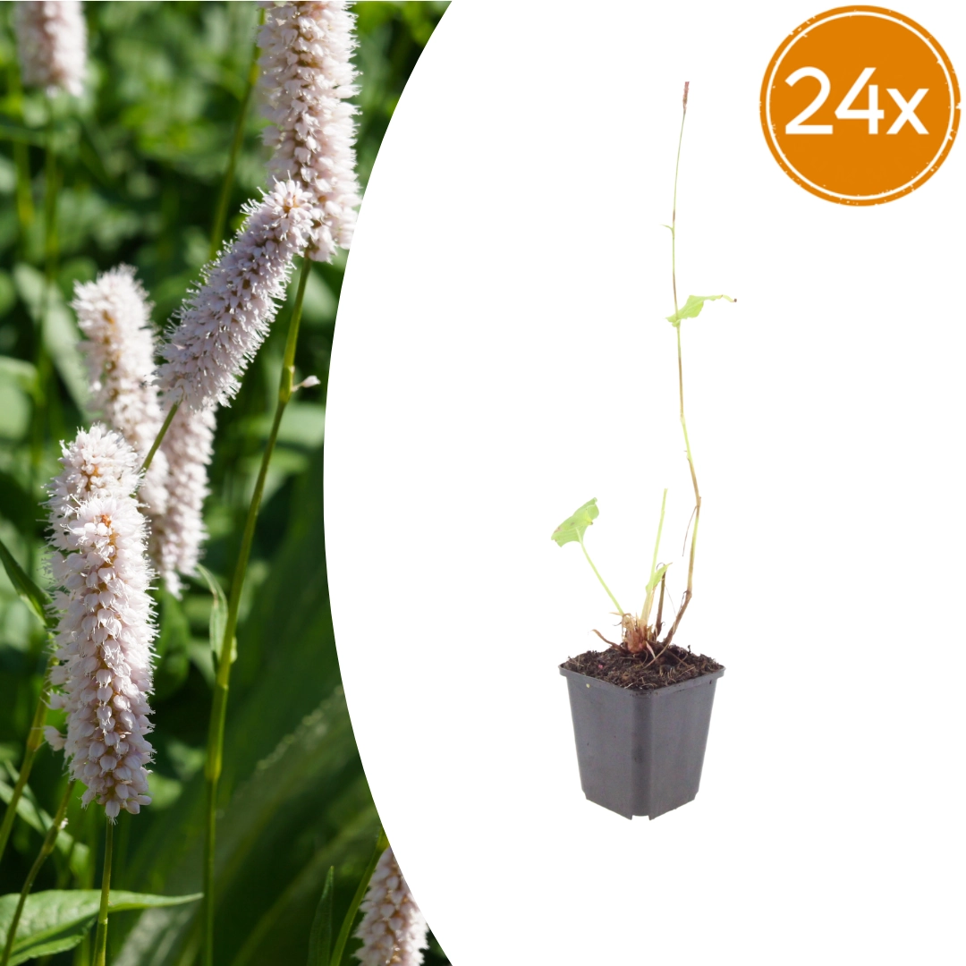 Persicaria bistorta ‘Superba’ Blüten