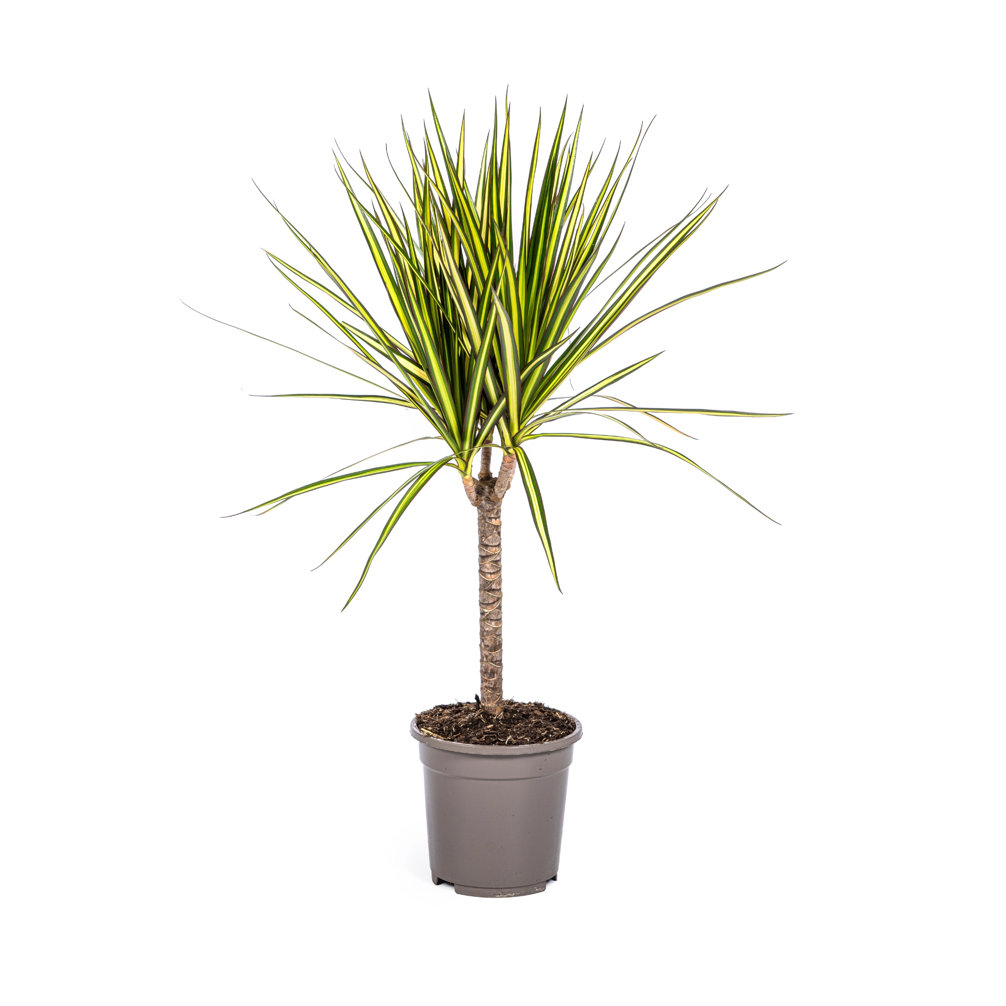 Dracaena Marginata Sunray Pflanze