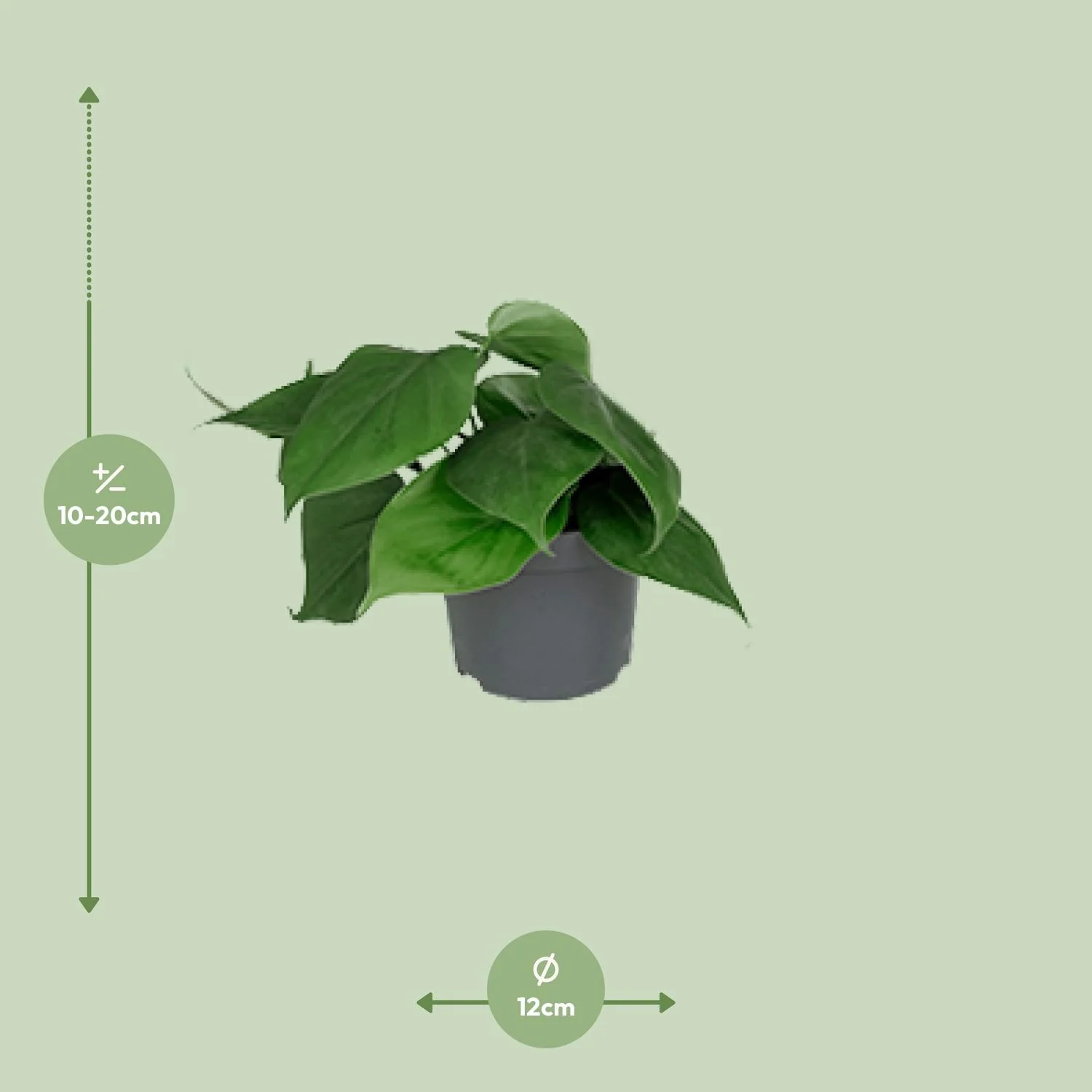 Philodendron Scandens mit grünem, anmutigem Blattwerk
