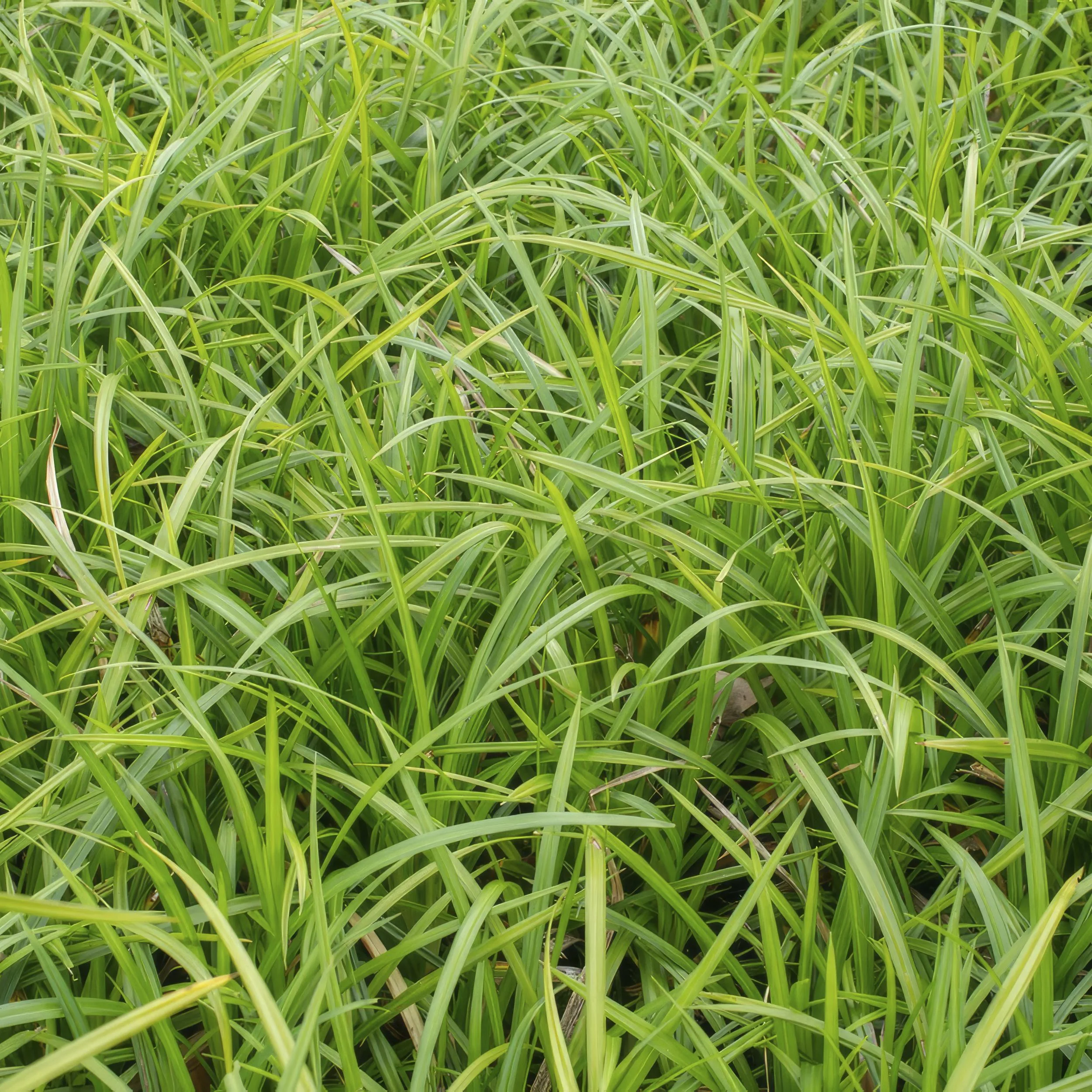 Pflegeleichter Garten mit Carex morrowi 'Irish Green'