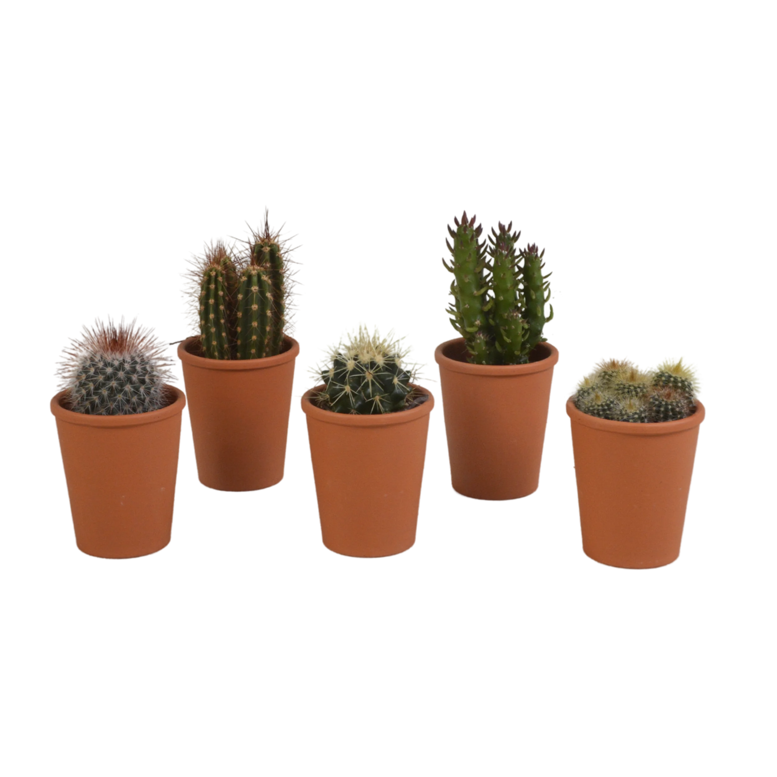 Kaktusmix in Terrakotta