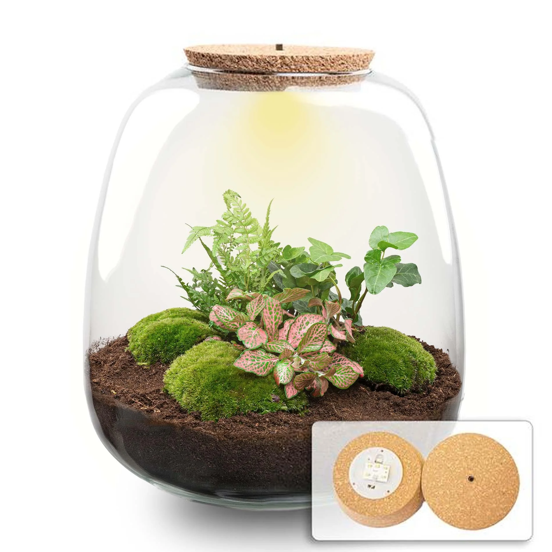 Terrarium mit LED-Kurk