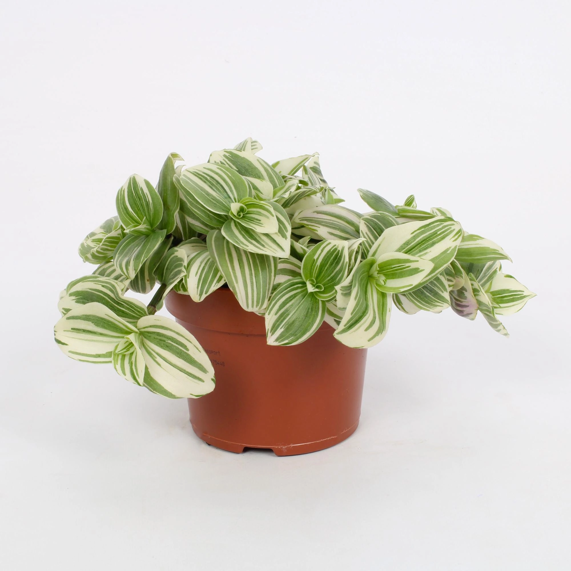 Tradescantia Albiflora 'Giant White Beach' Pflanze