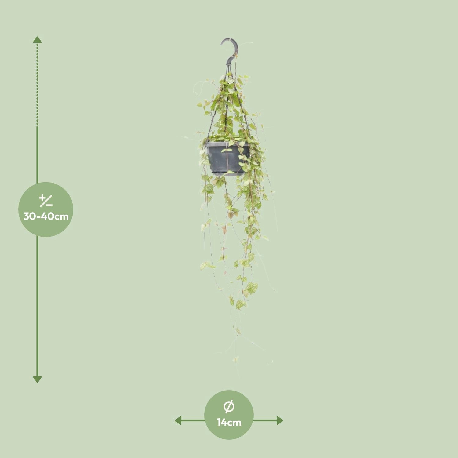 Ceropegia Zimmerpflanze mit herzförmigen Blättern