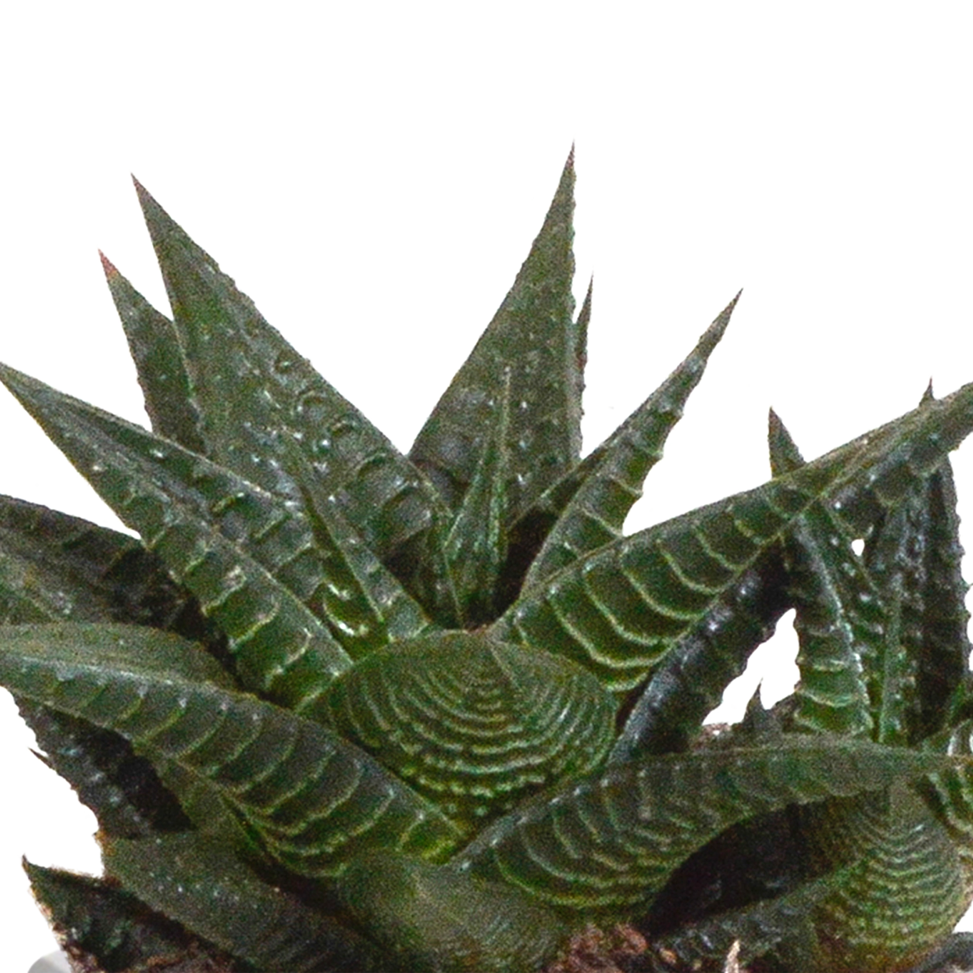 Detailansicht der Gasterias/Haworthias