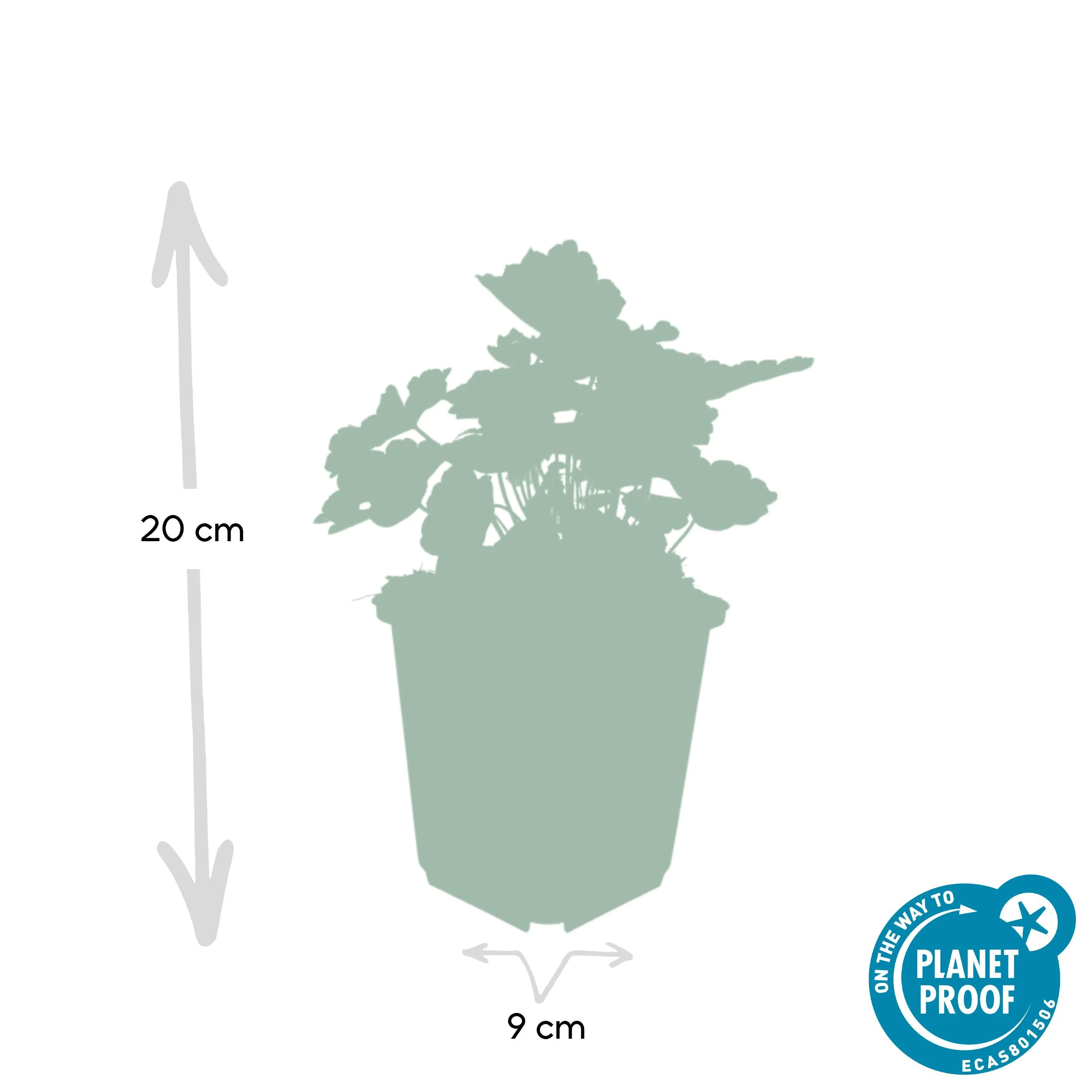 Heuchera 'Palace Purple' Bild