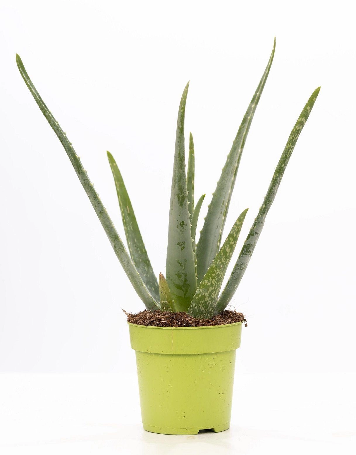 Aloe Vera Pflanze in frischem Grün