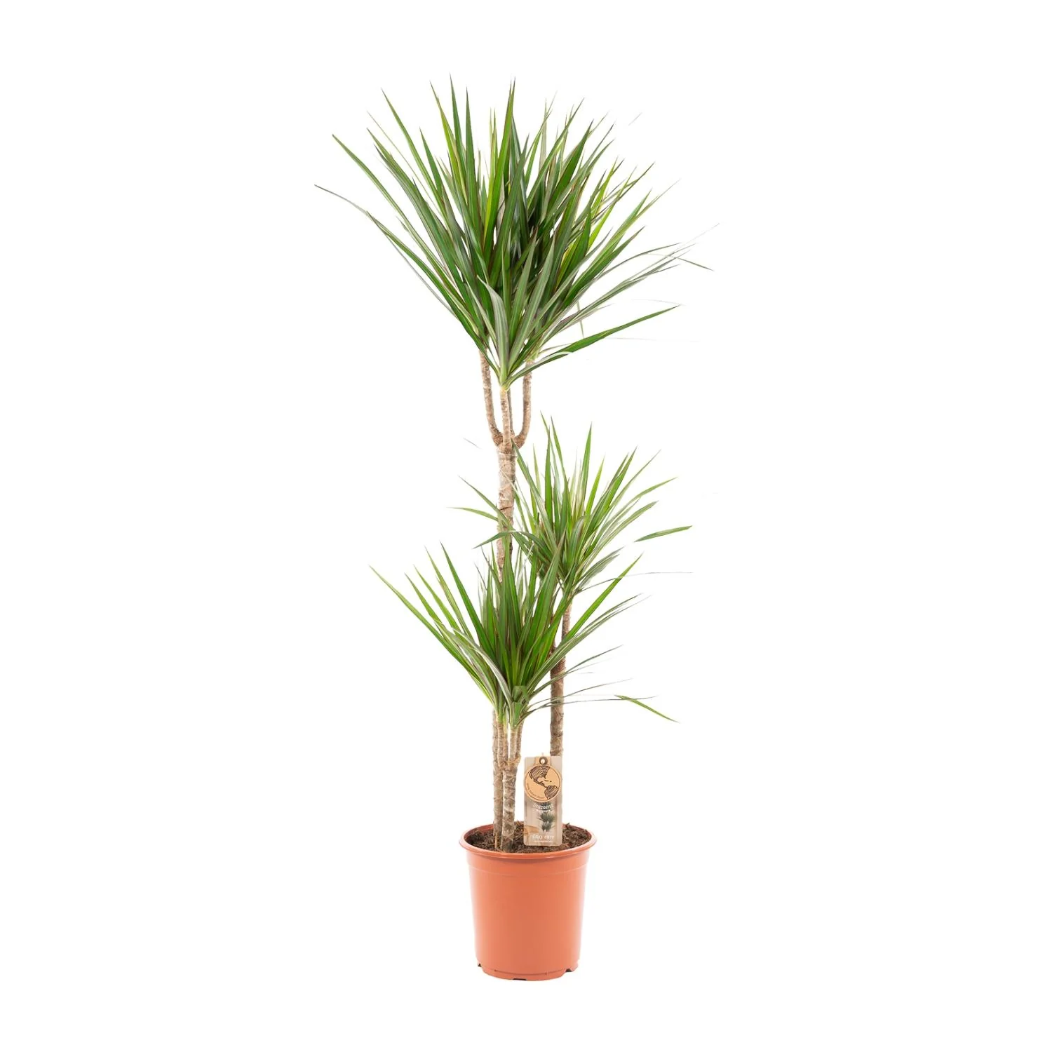 Dracaena marginata als Zimmerpflanze