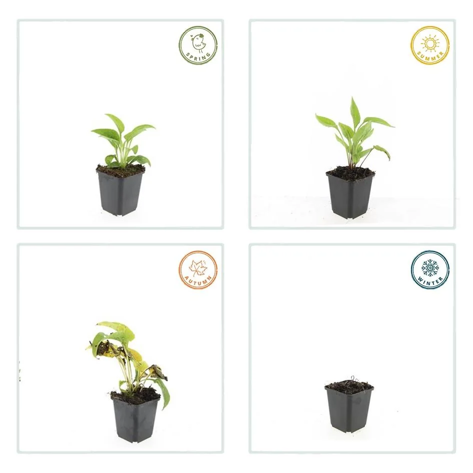 Echinacea purpurea 'White Swan' im Garten