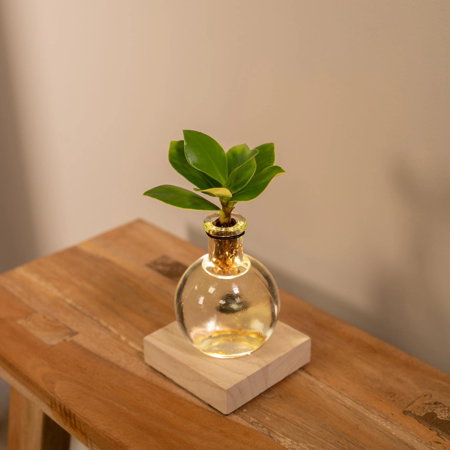 Hydroponische Pflanzenmischung - klare Ansicht