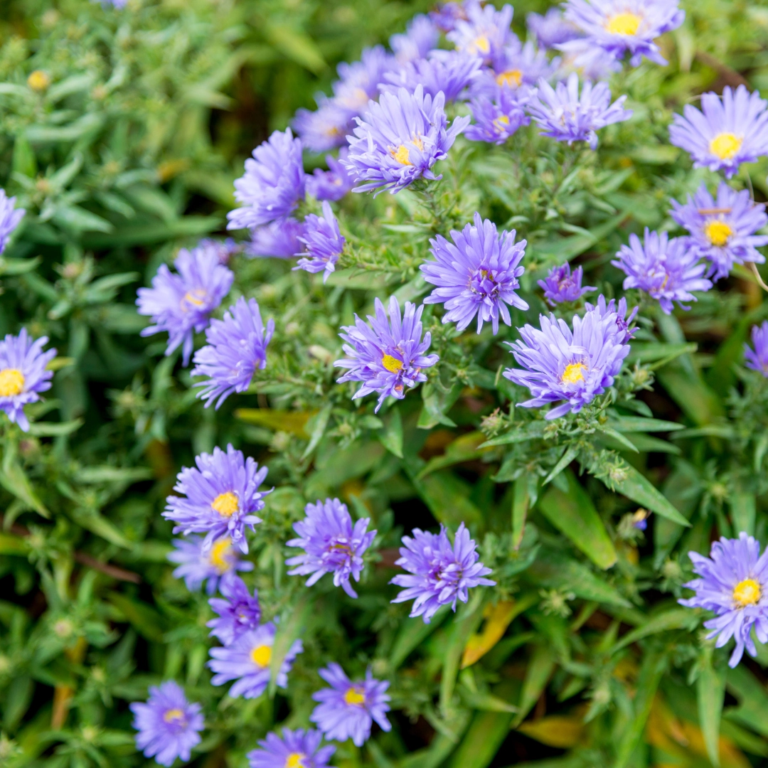 Detailansicht der Aster frikartii ‘Mönch’