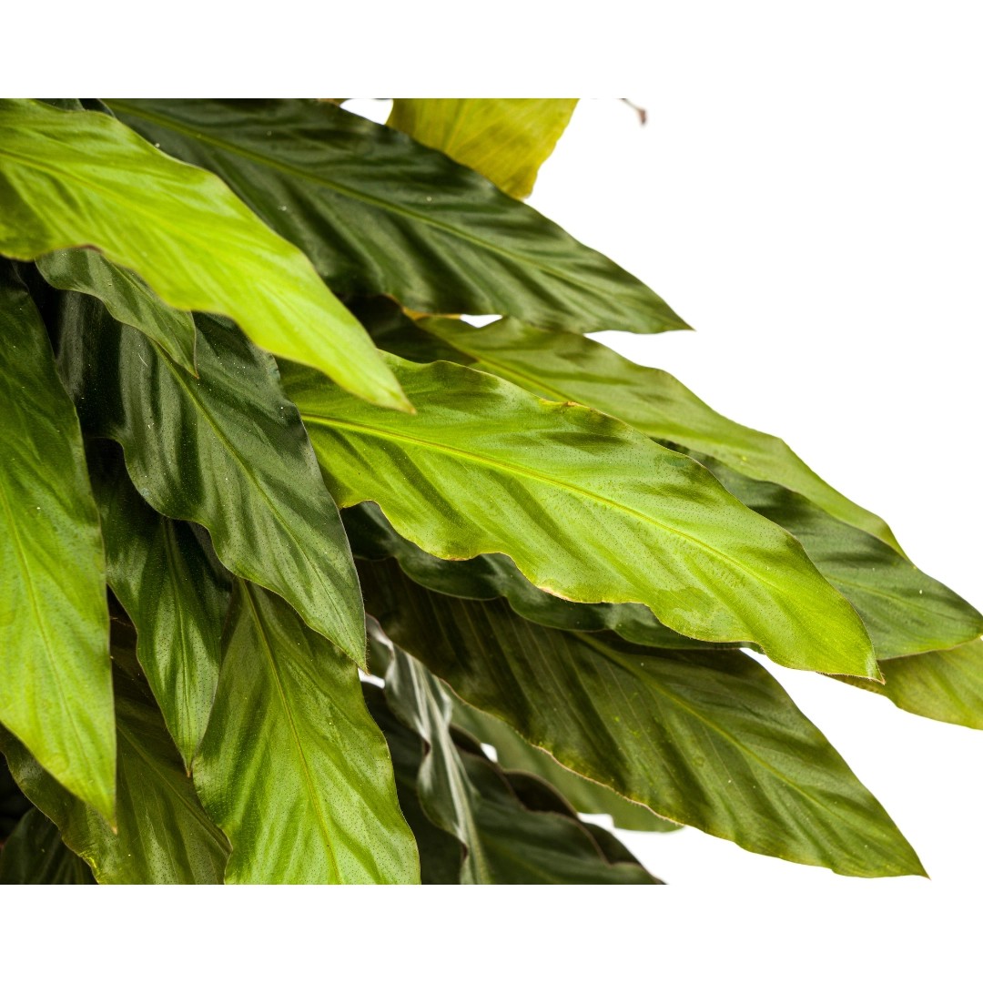 Detailaufnahme der Calathea Rufibarba Blätter