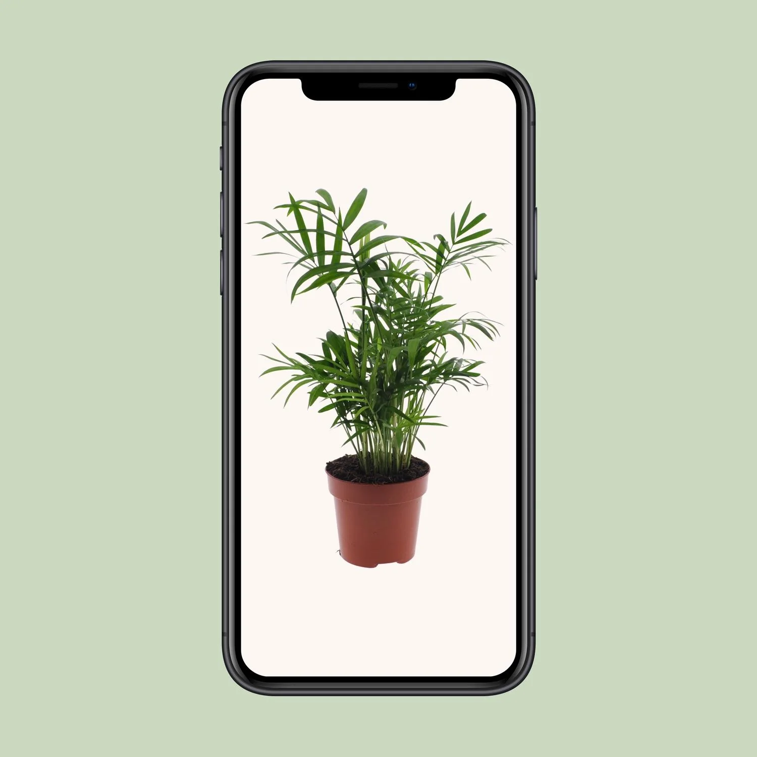 Chamaedorea Elegans - Details