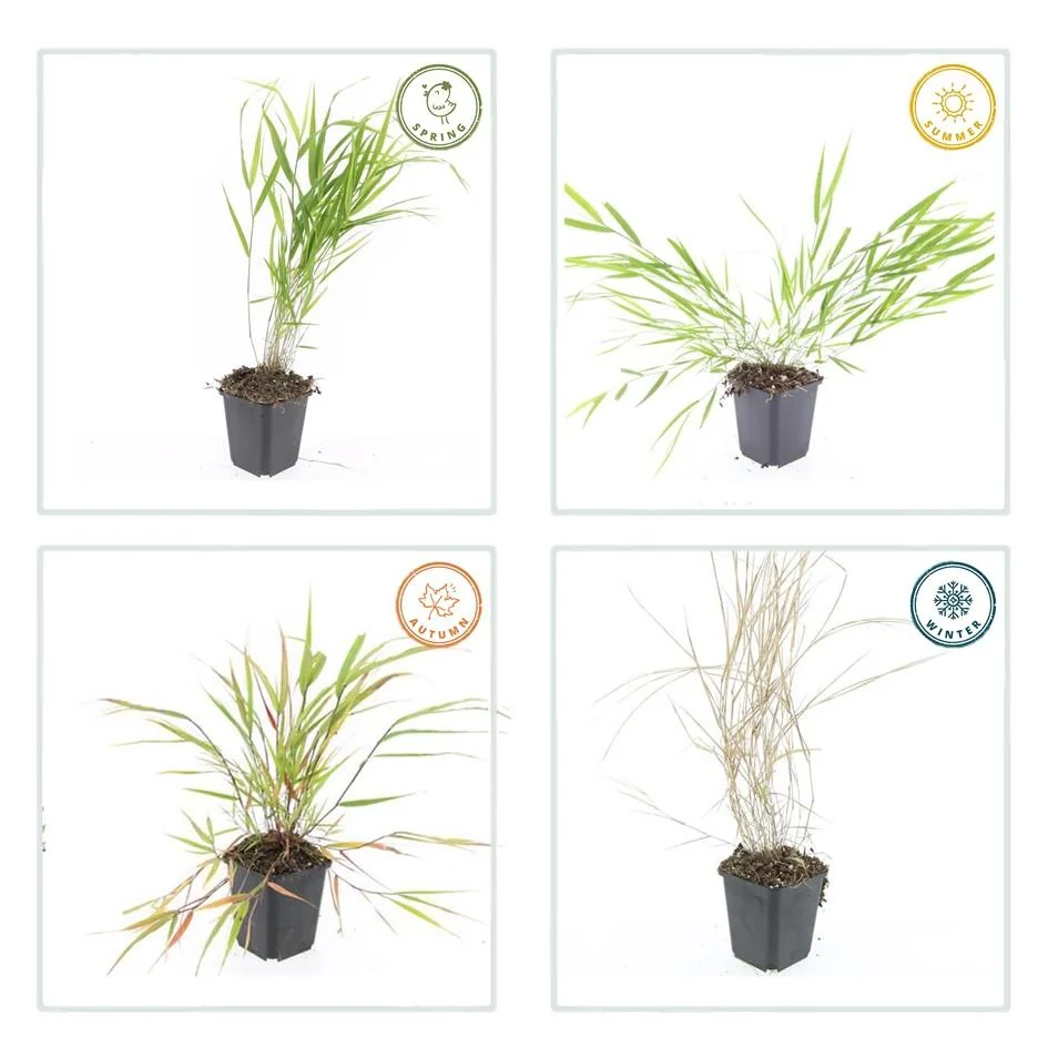 Hakonechloa macra im Herbst