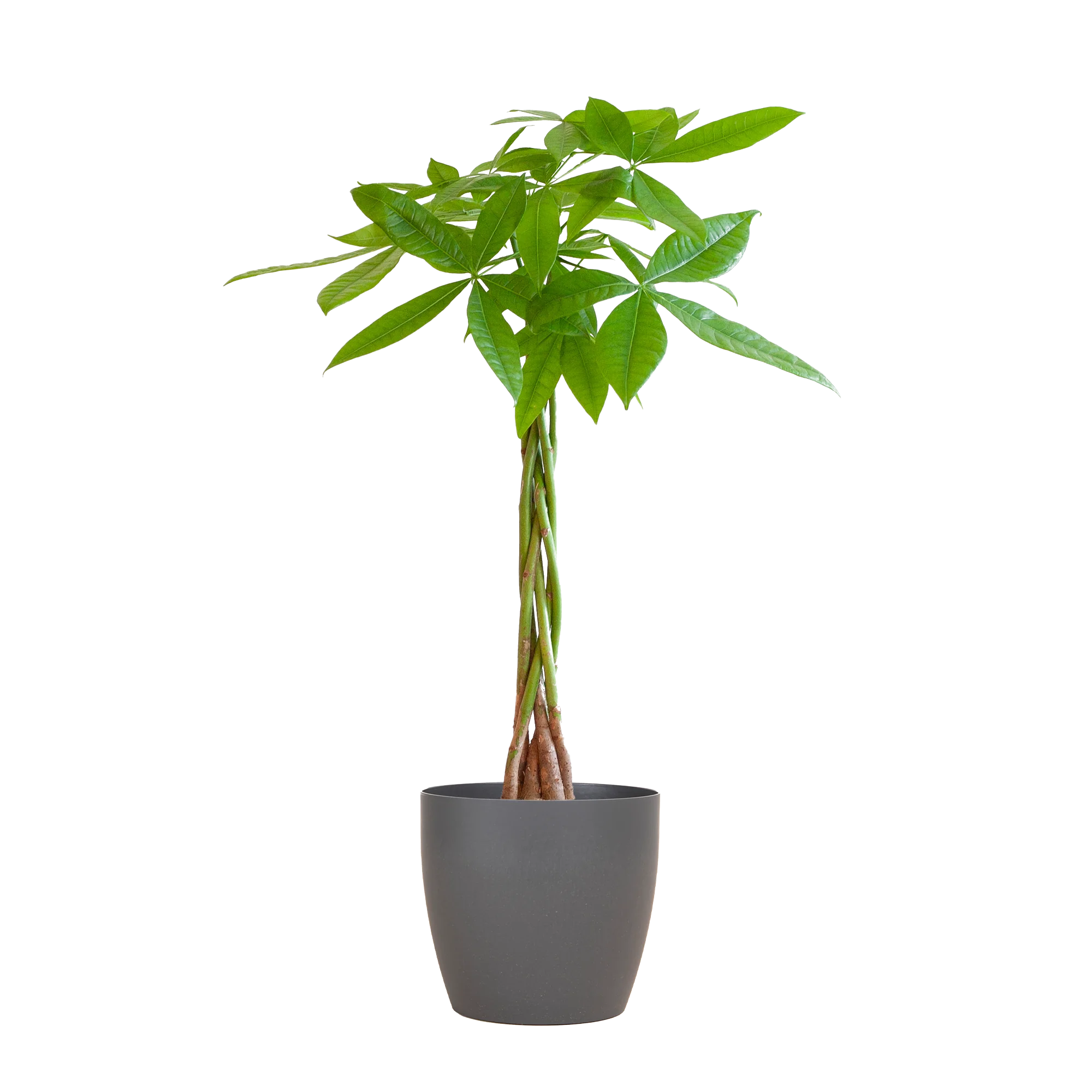 Pachira Aquatica frontal