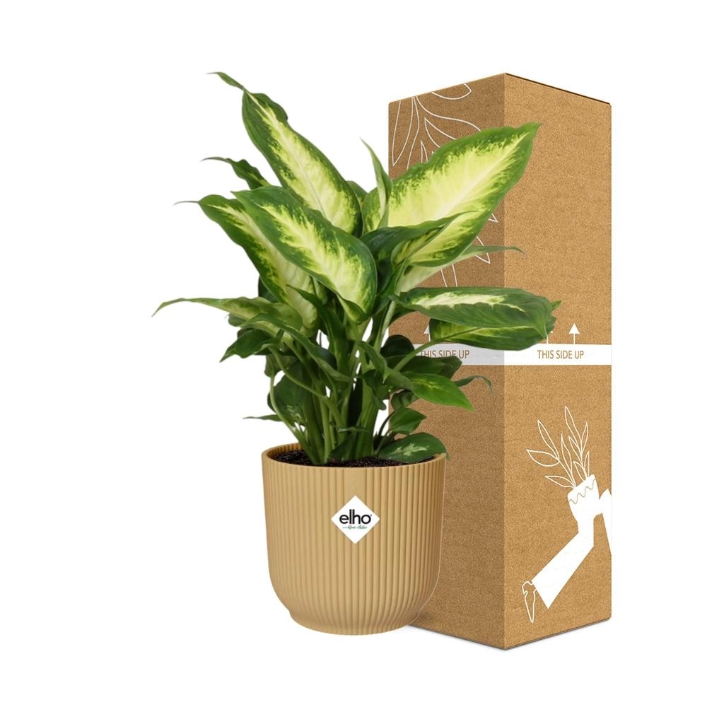 Dieffenbachia Gesamtansicht im Zier-Topf
