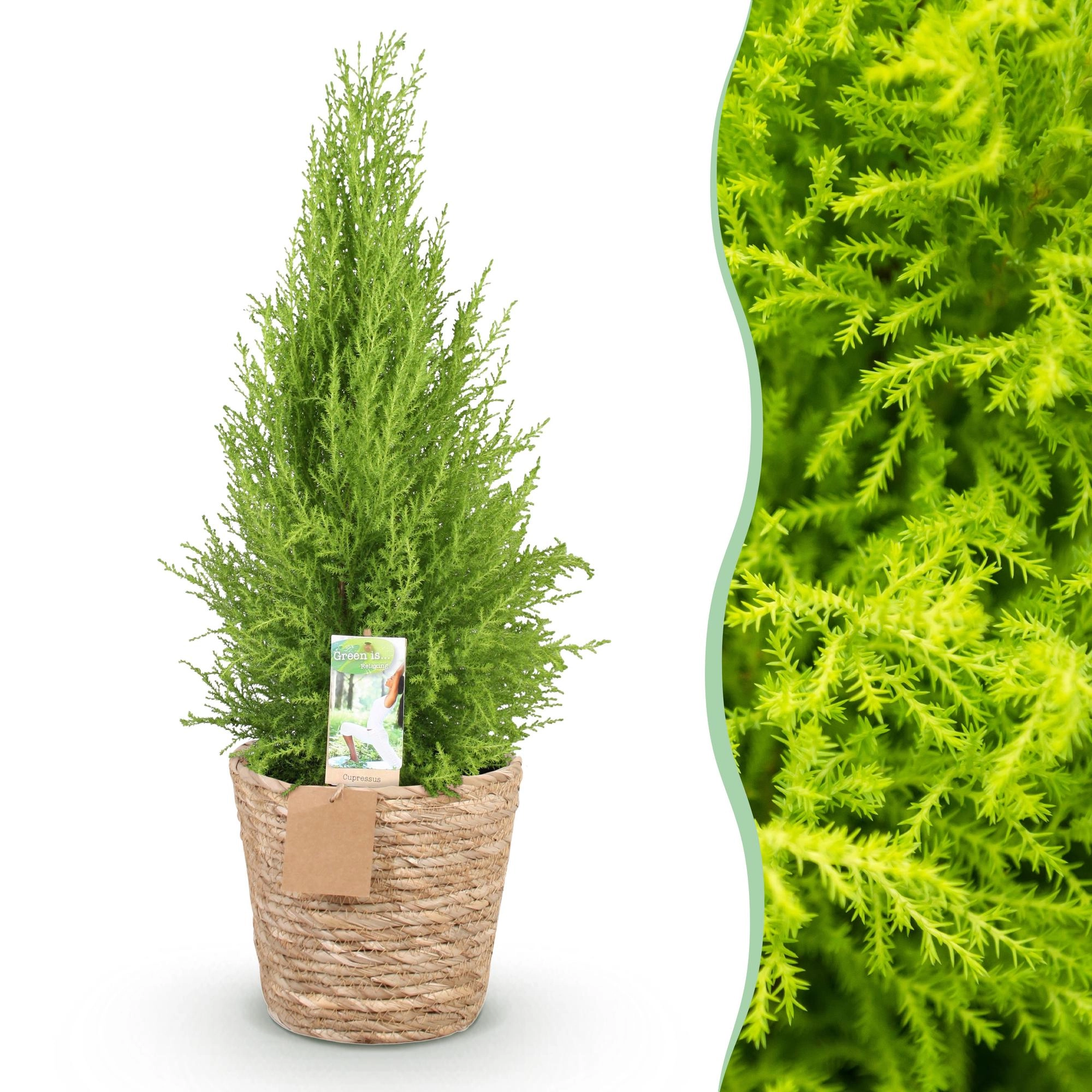 Cupressus Gold Crest Wilma - hübsche Zimmerpflanze