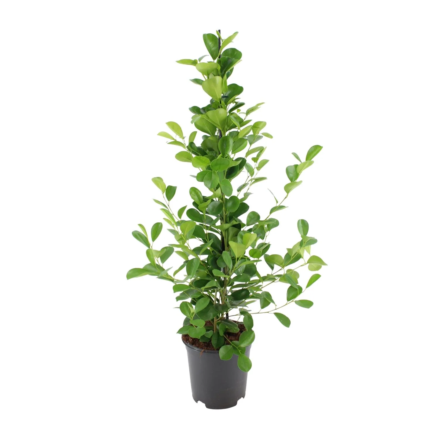 Ficus microcarpa Moclame