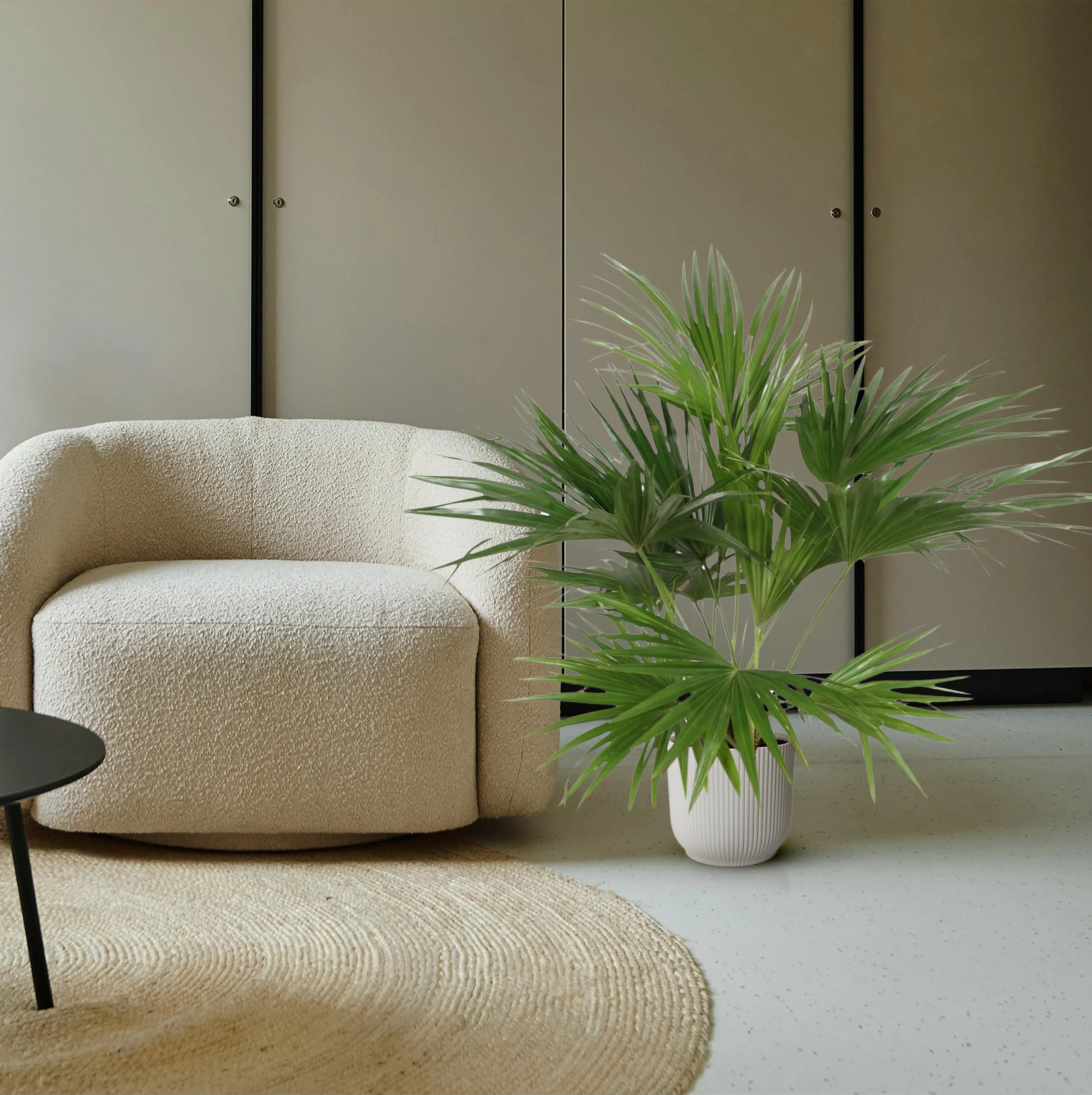 Livistona Chinensis - elegante Palme