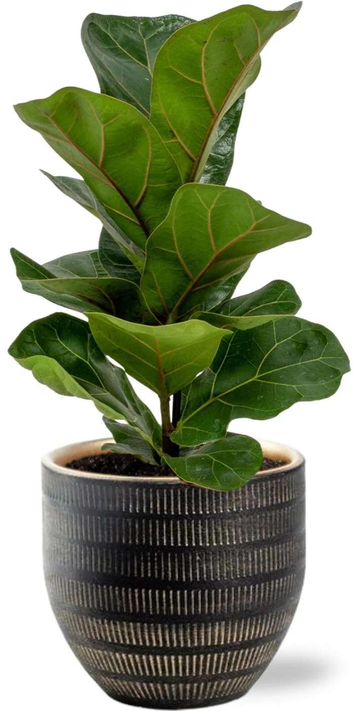 Ficus Lyrata