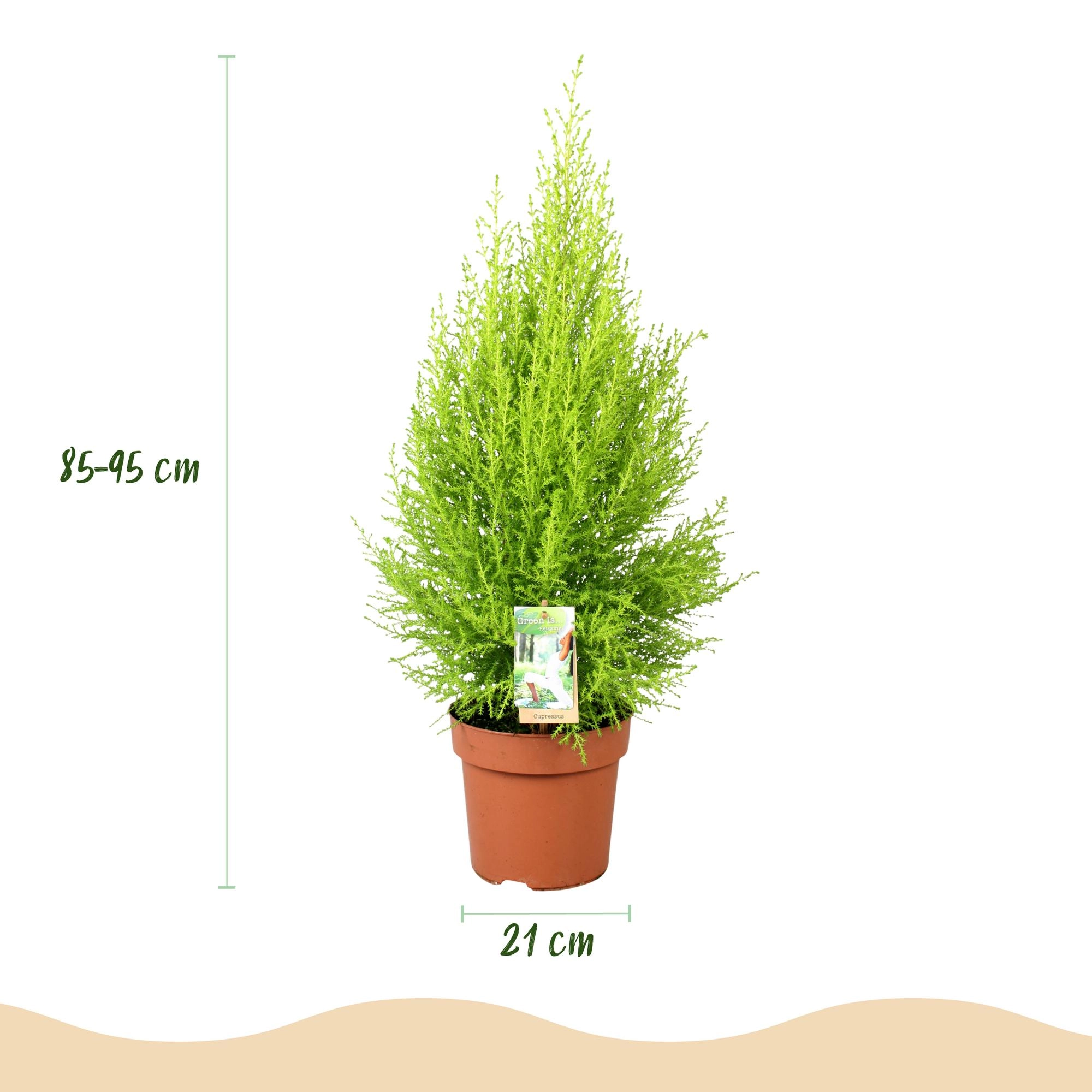 Cupressus Gold Crest Wilma in der Inneneinrichtung