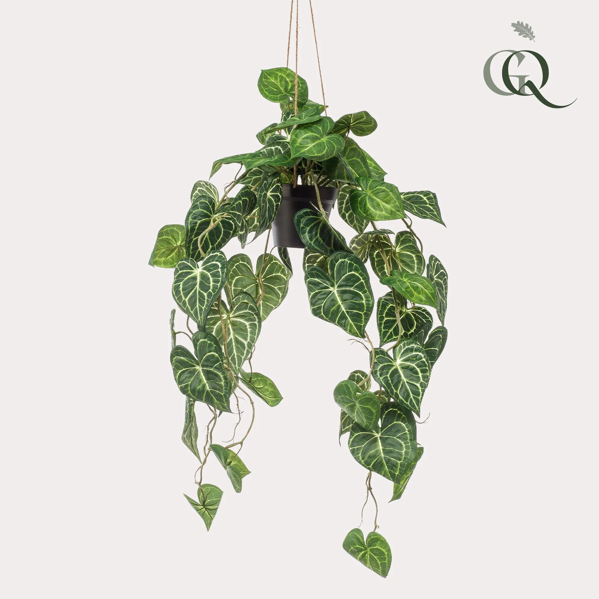 Anthurium Clarinervium in Hängekorb