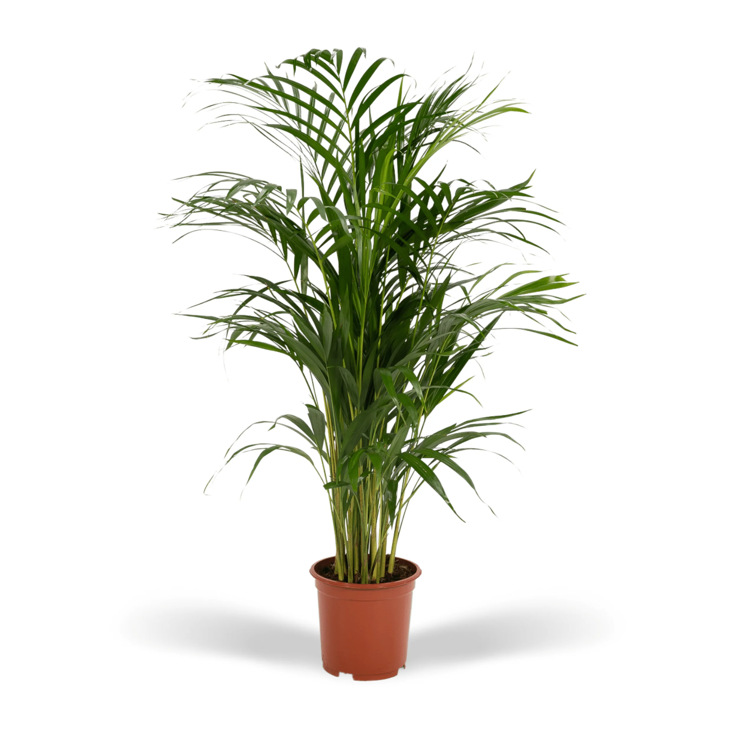 Areca-Palme in voller Pracht