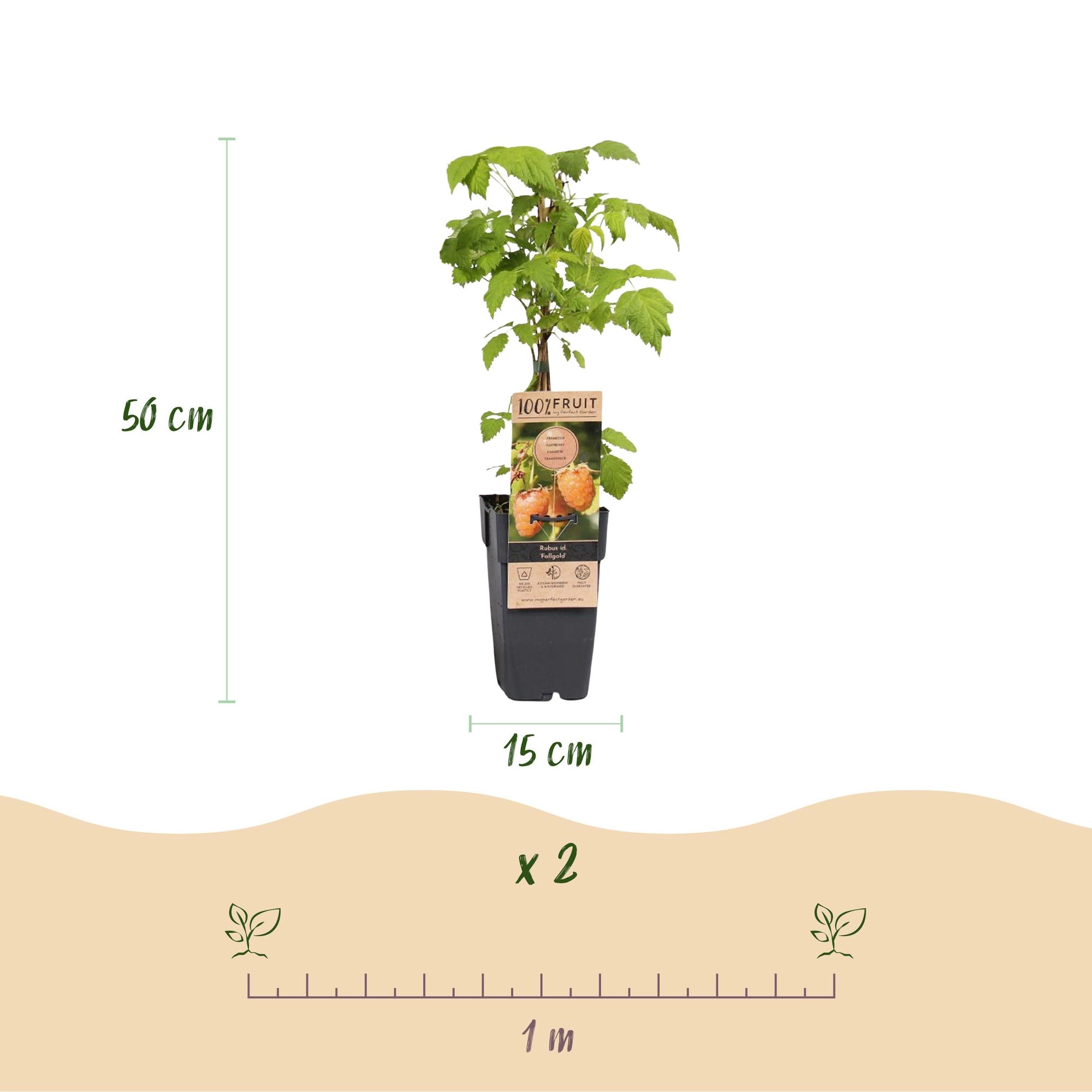 Rubus Idaeus Fallgold - Himbeerpflanze