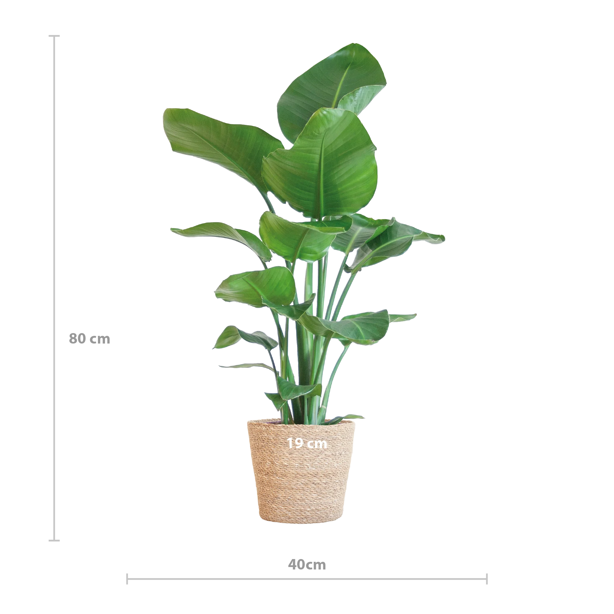Detailaufnahme der Strelitzia Nicolai