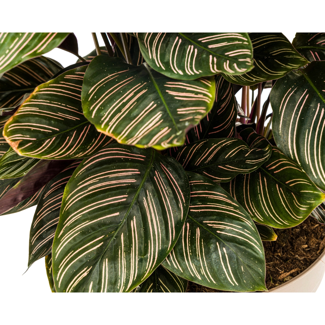 Calathea Ornata Sanderiana mit pinken Streifen