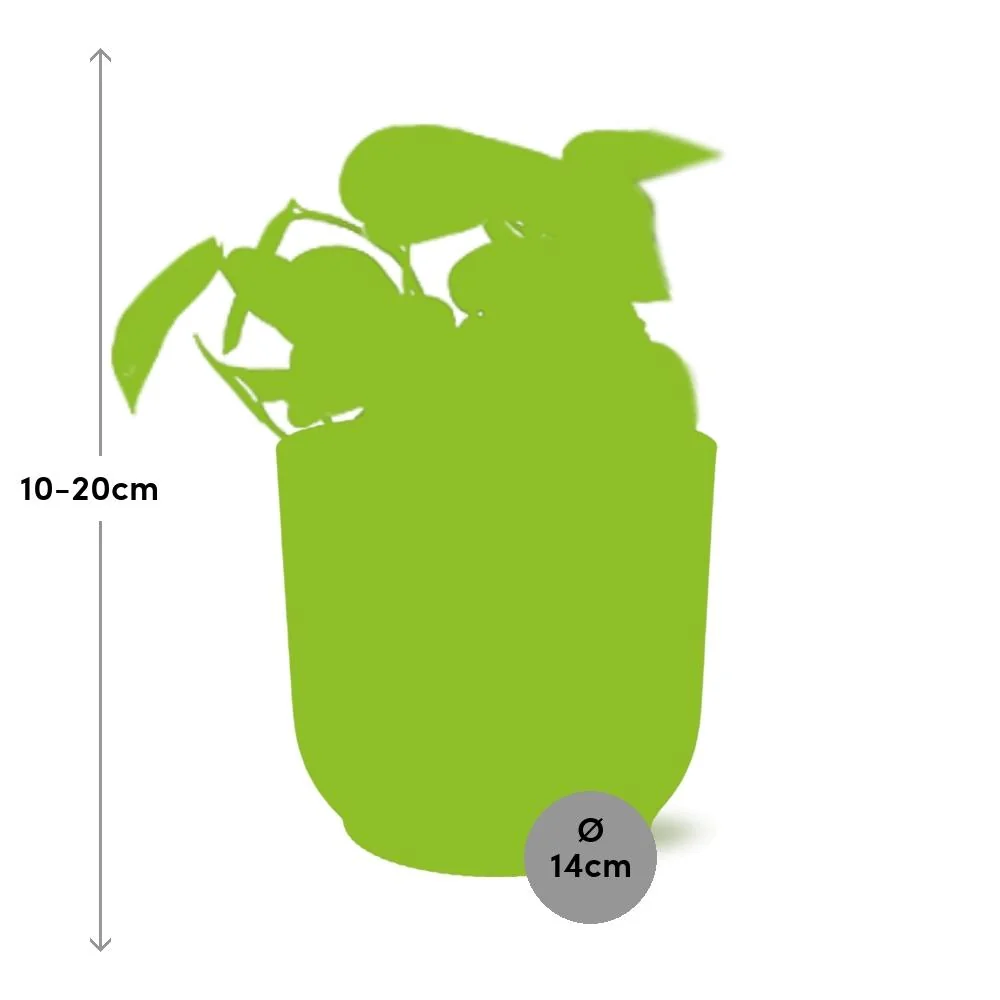 Scindapsus Pictus Trebie - Weitere Ansicht