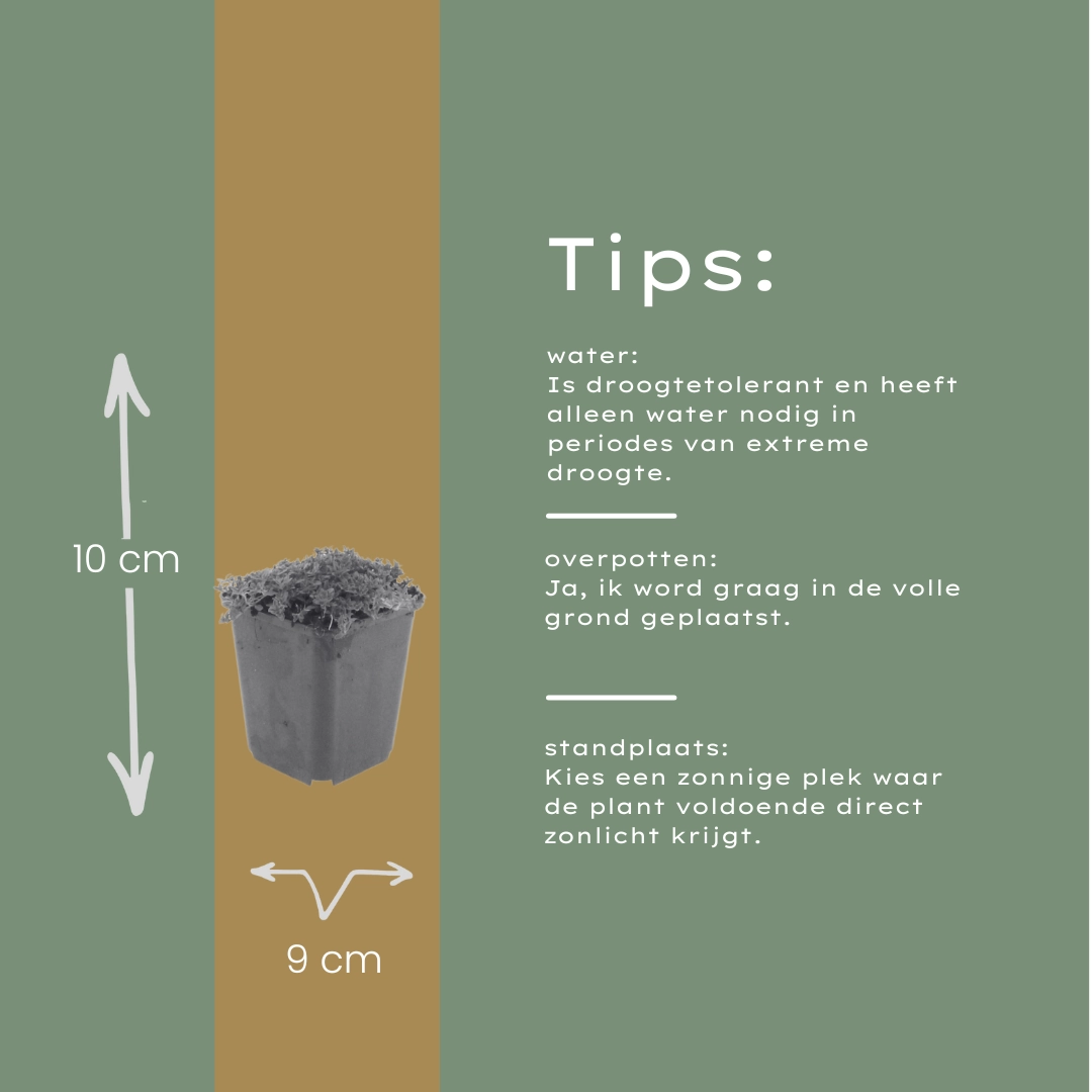 Blühender Thymus praecox im Garten